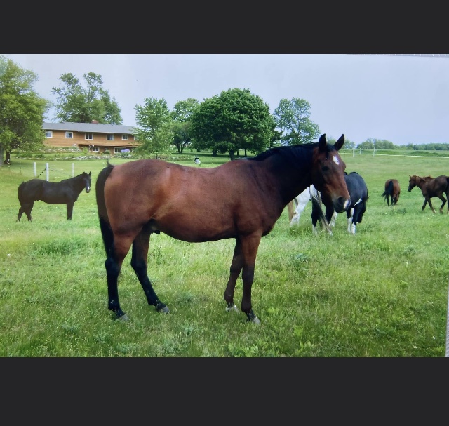 Pasture Pals