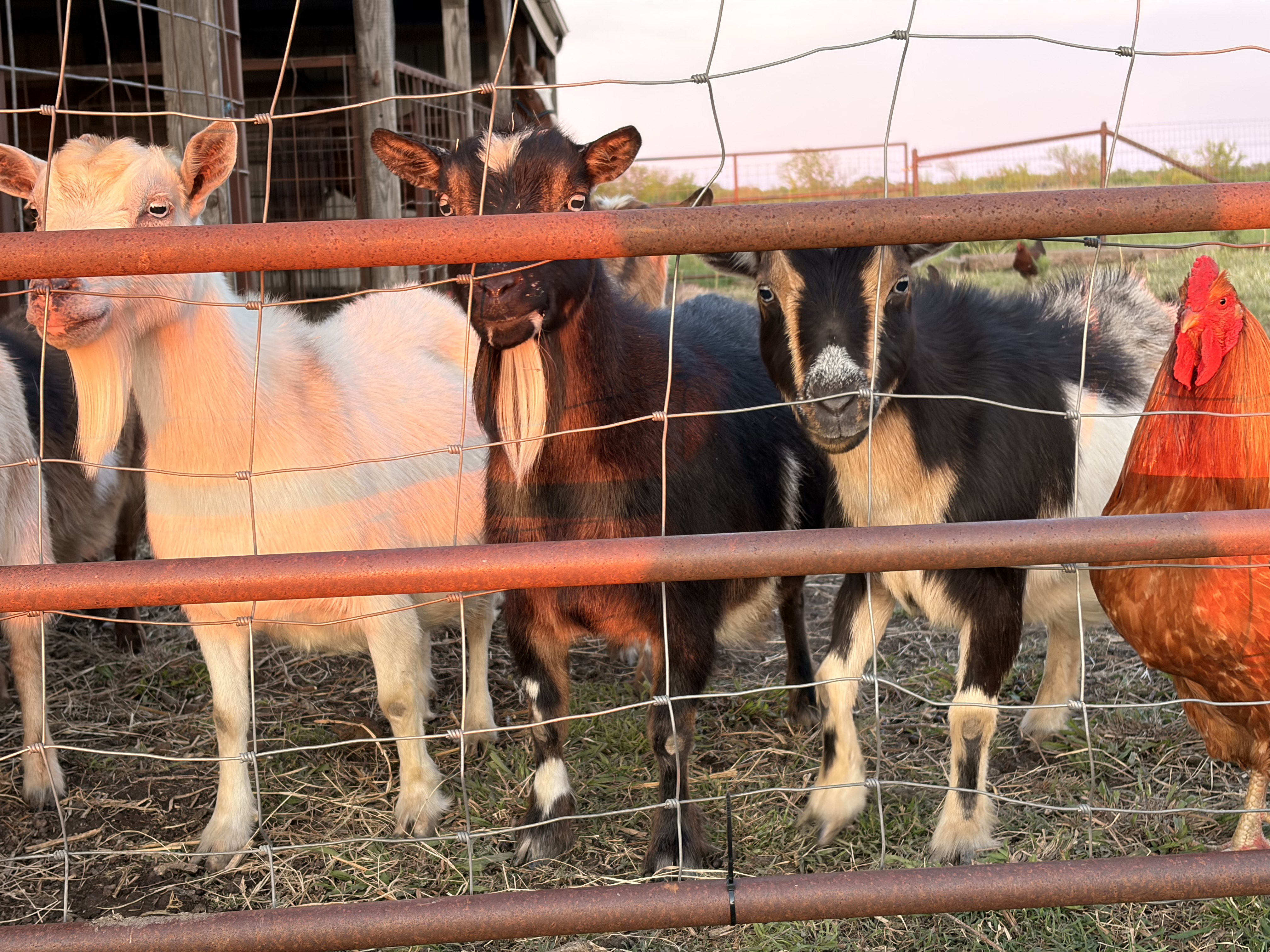 Petting Zoo
