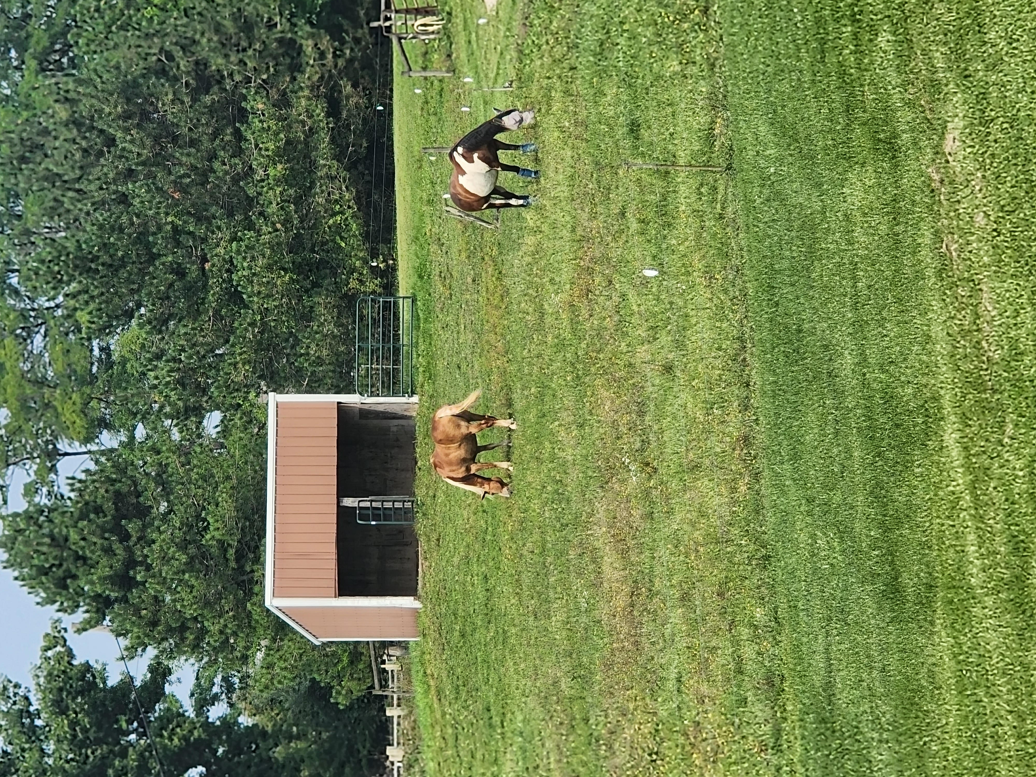 Pasture time