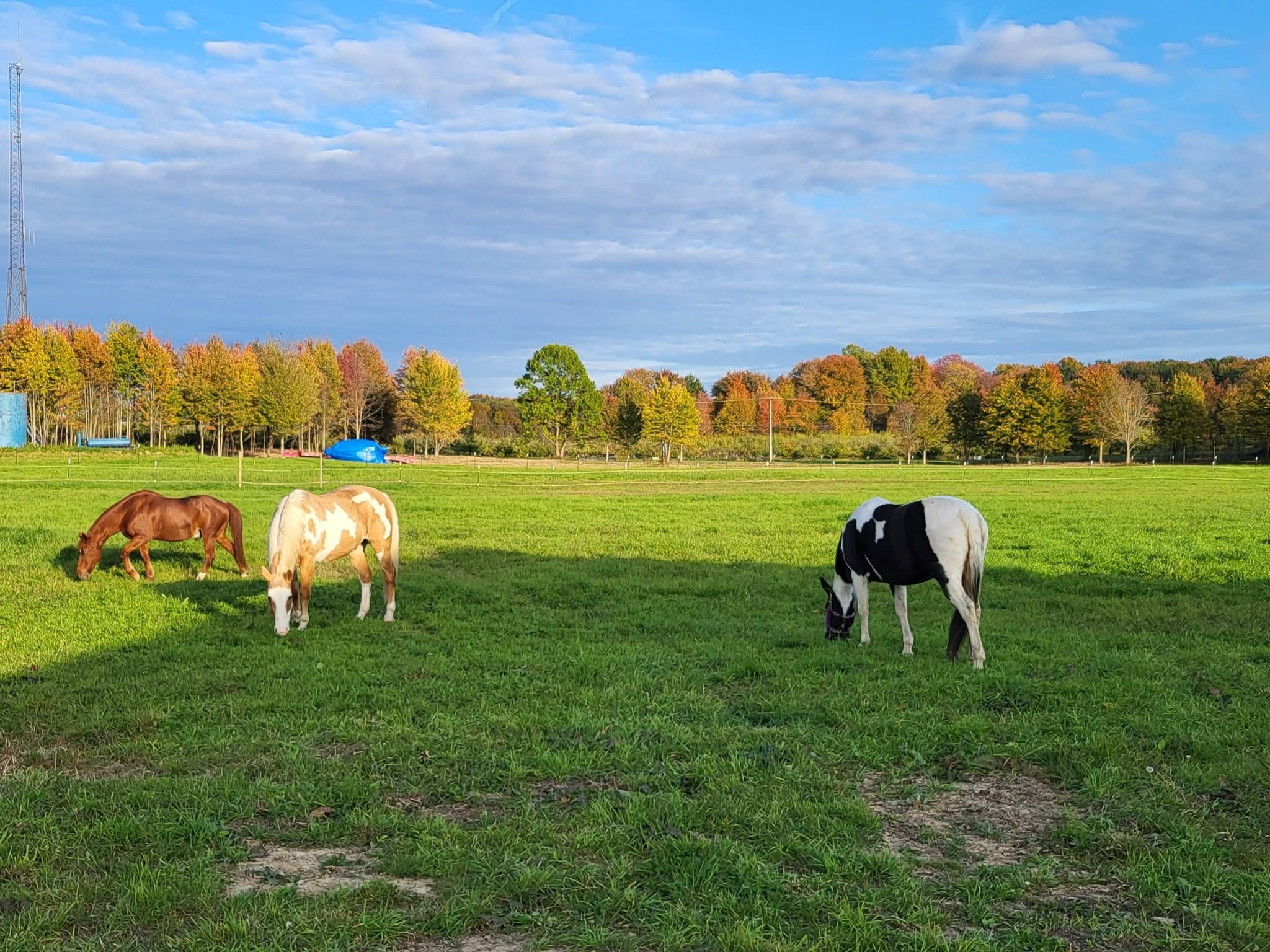 Pastures