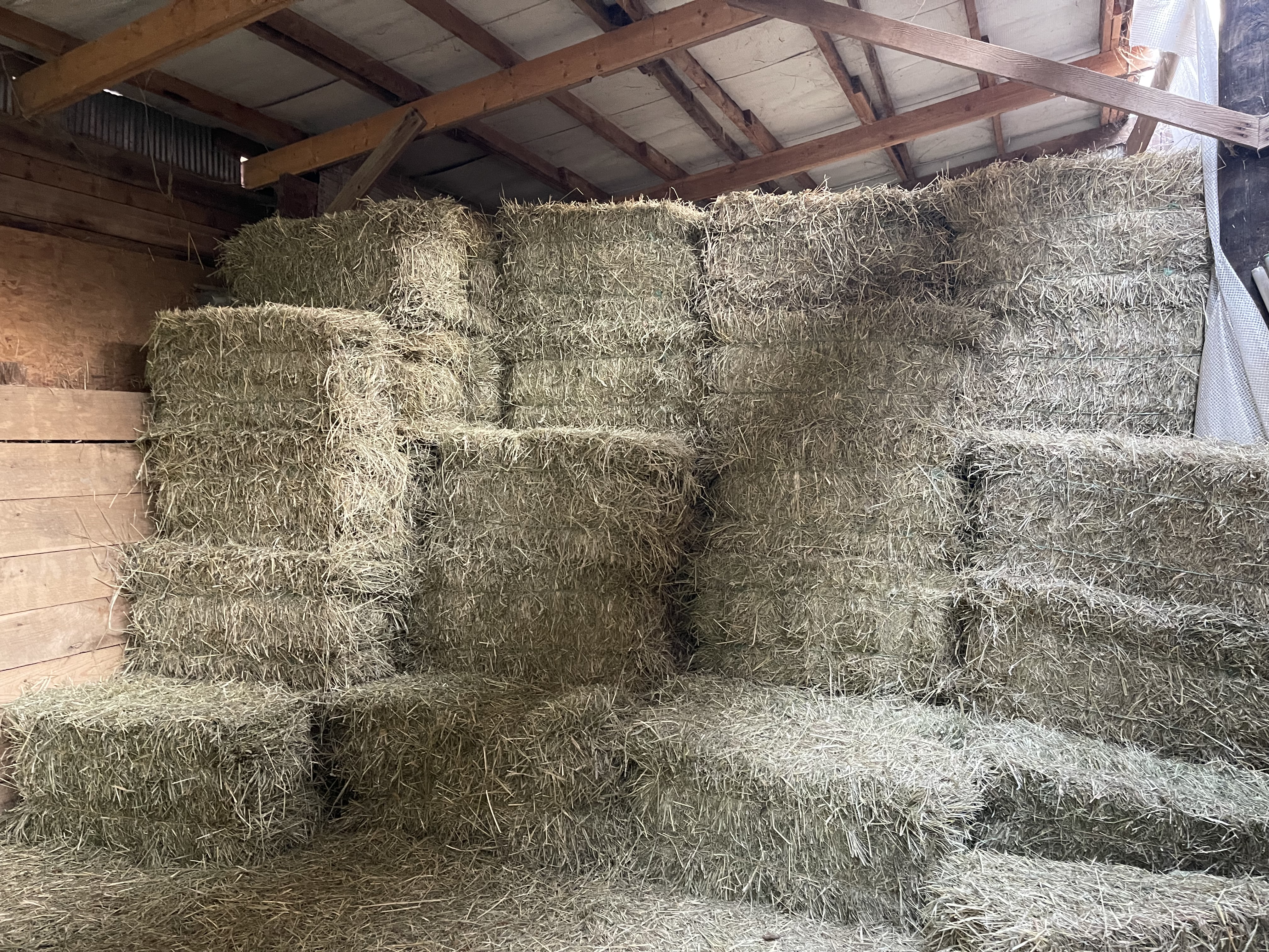Hay
