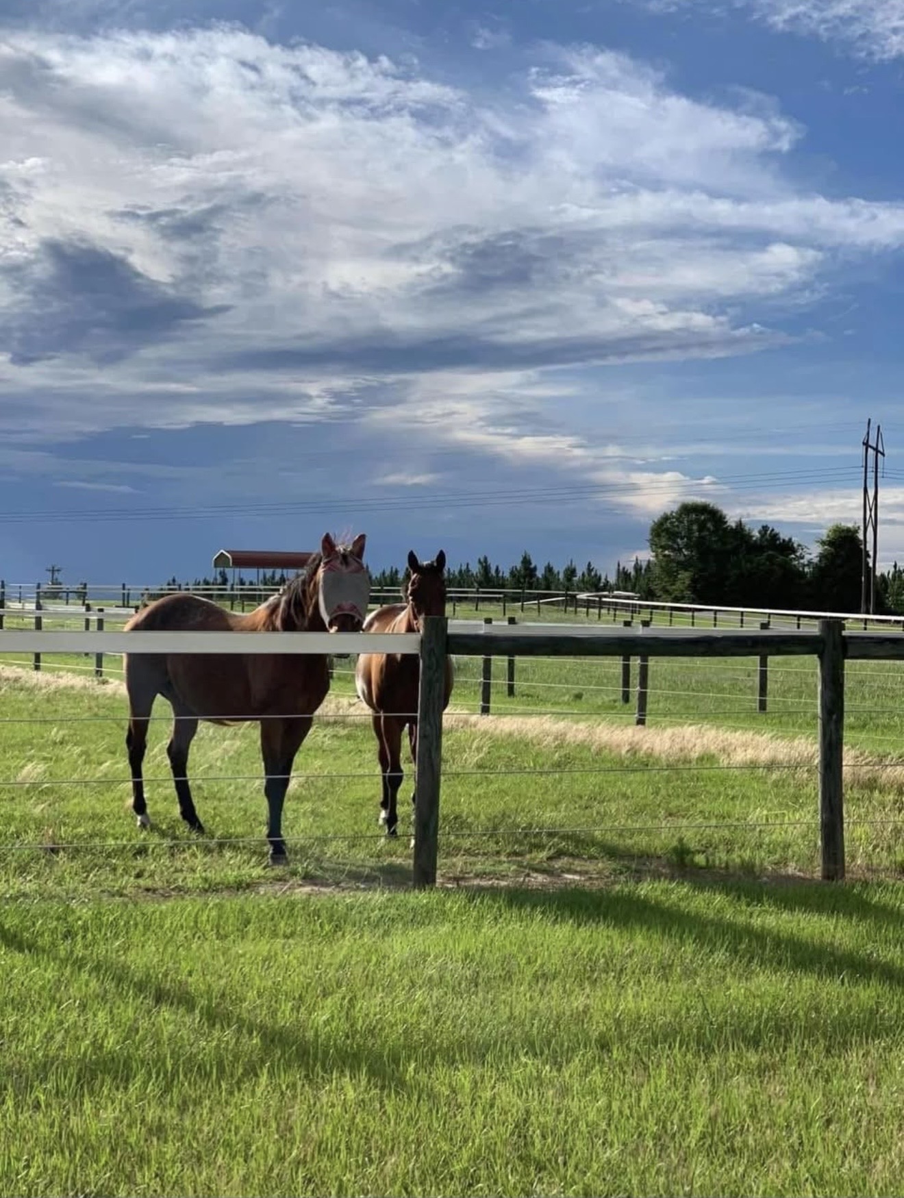 Pasture