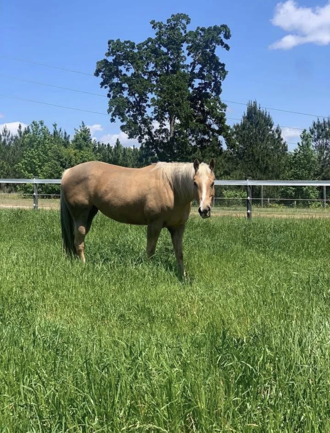 Pasture