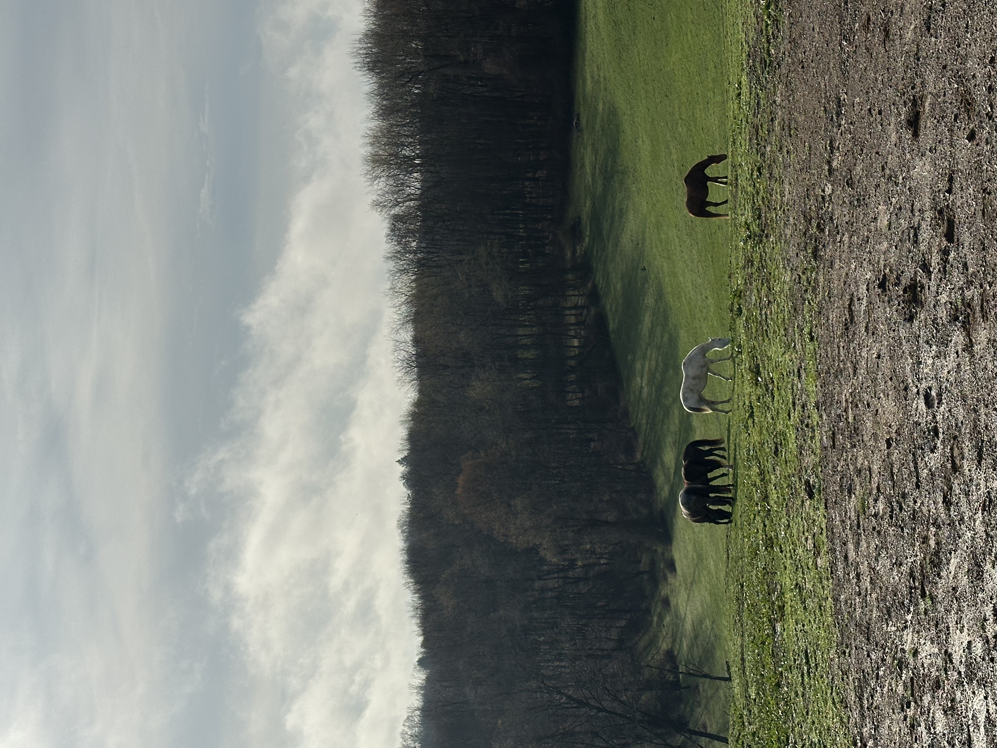 Herd