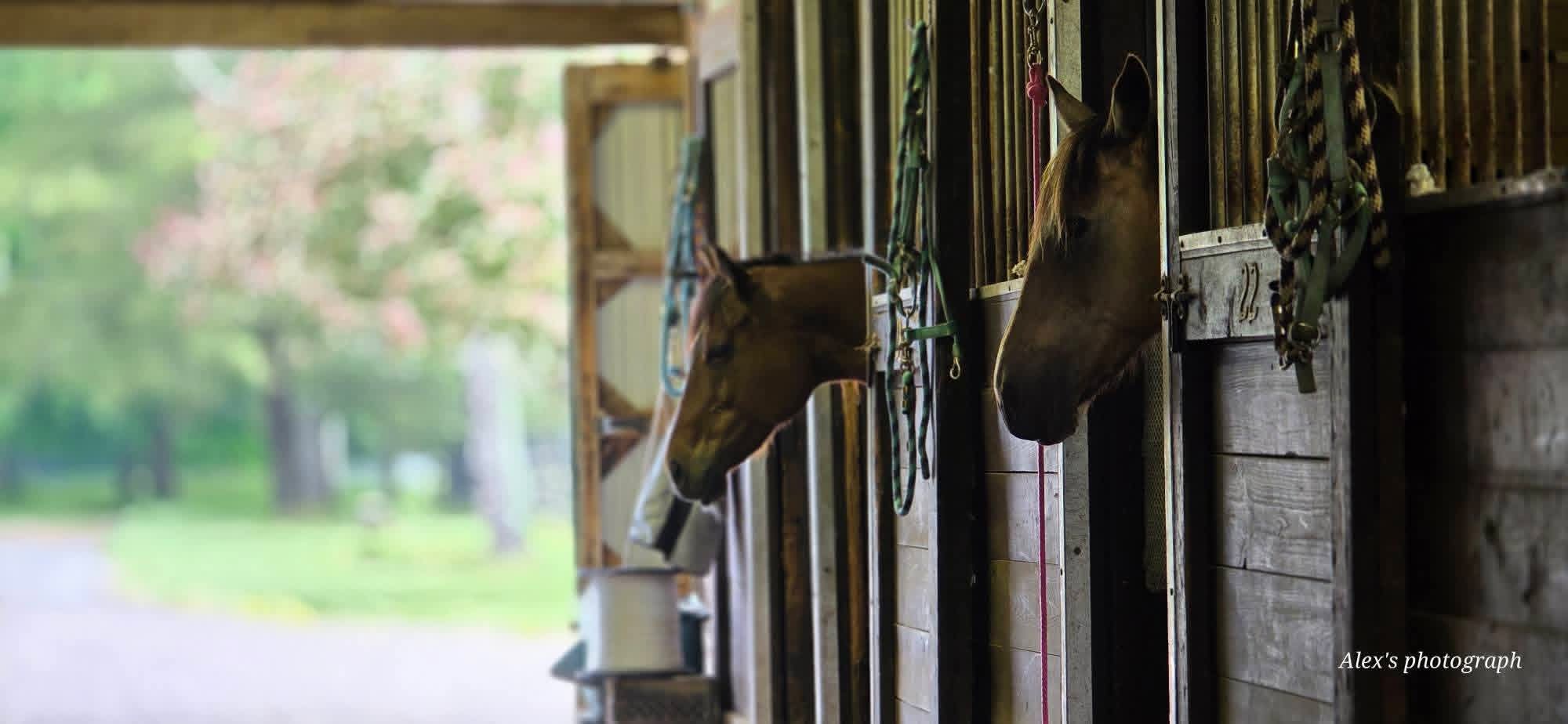 Horses at peace