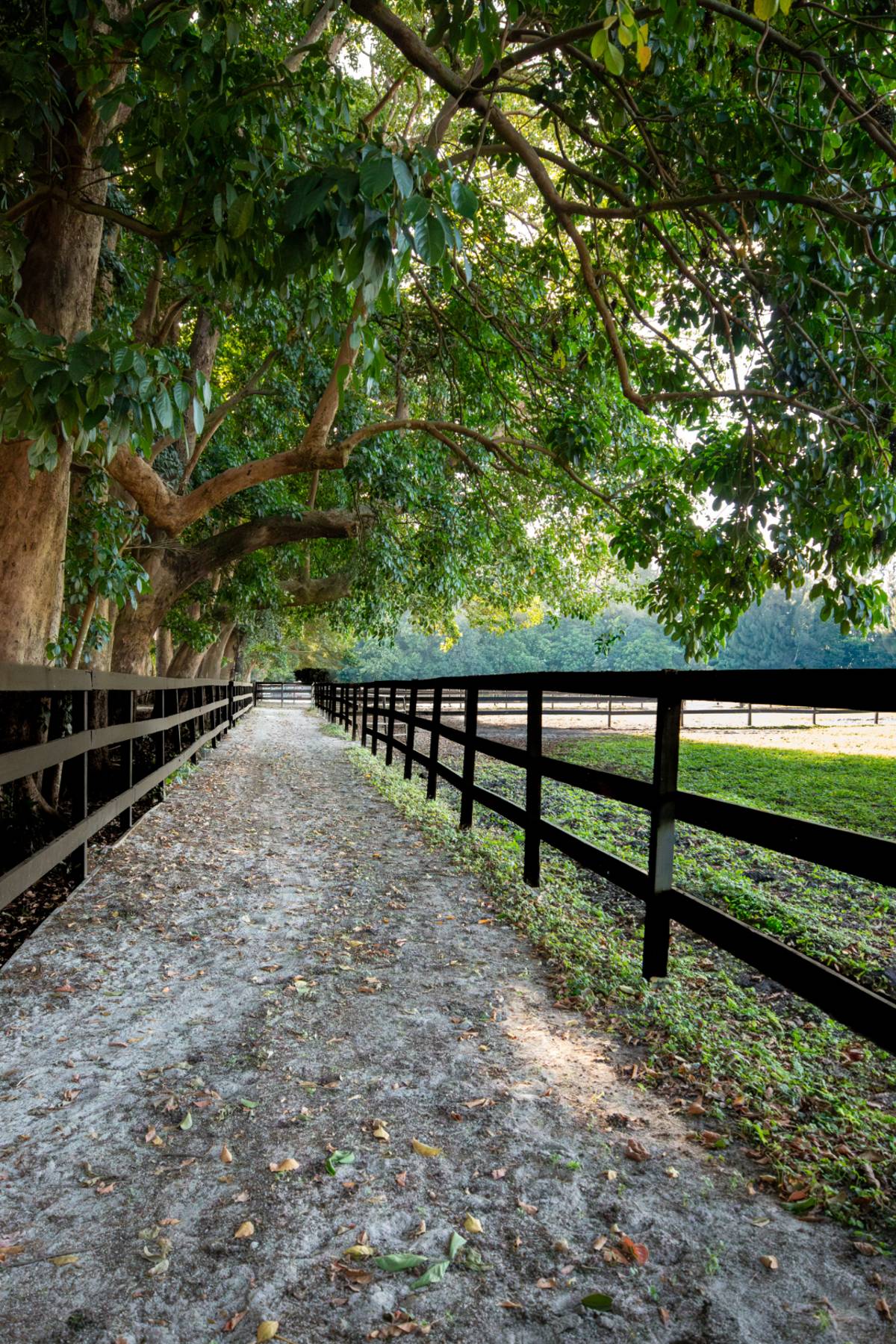 Walk way from XL jump arena or from walk around the pond.