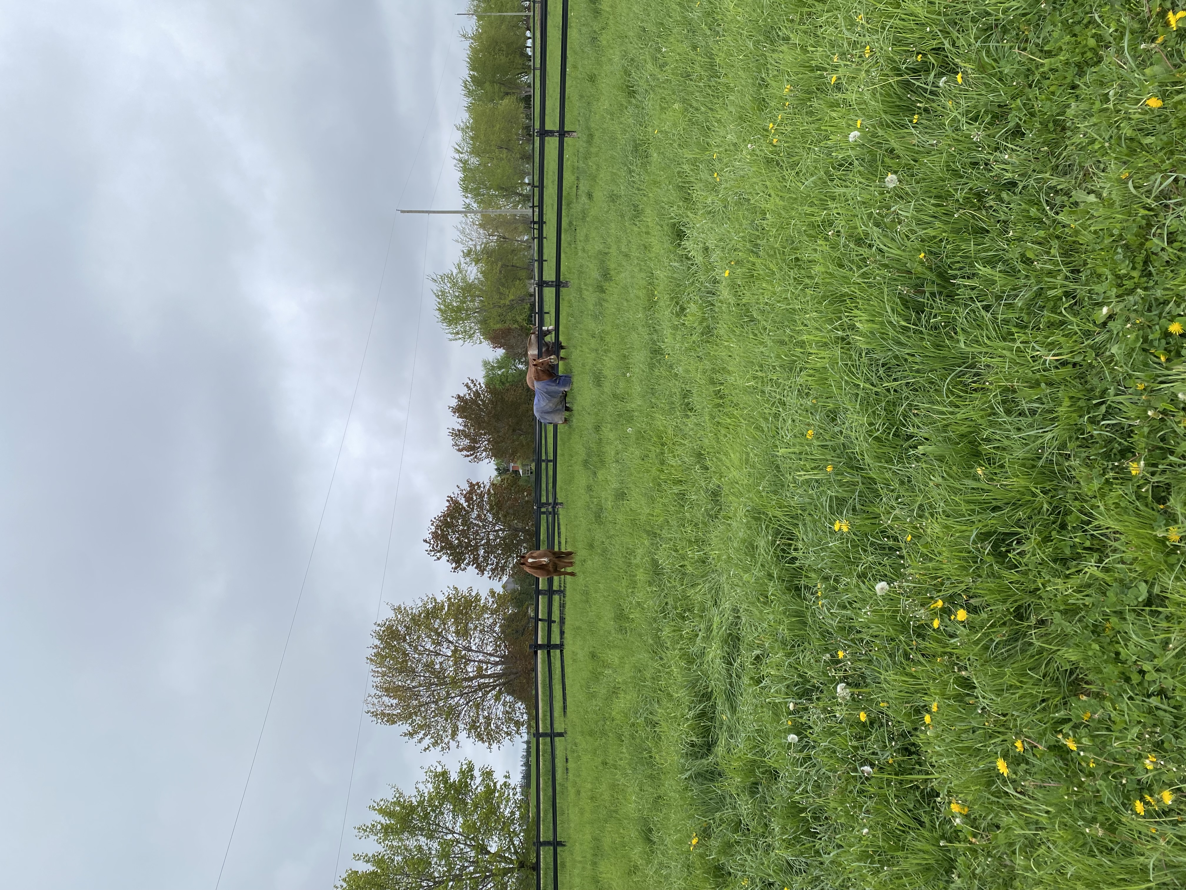 Grass pasture in the spring