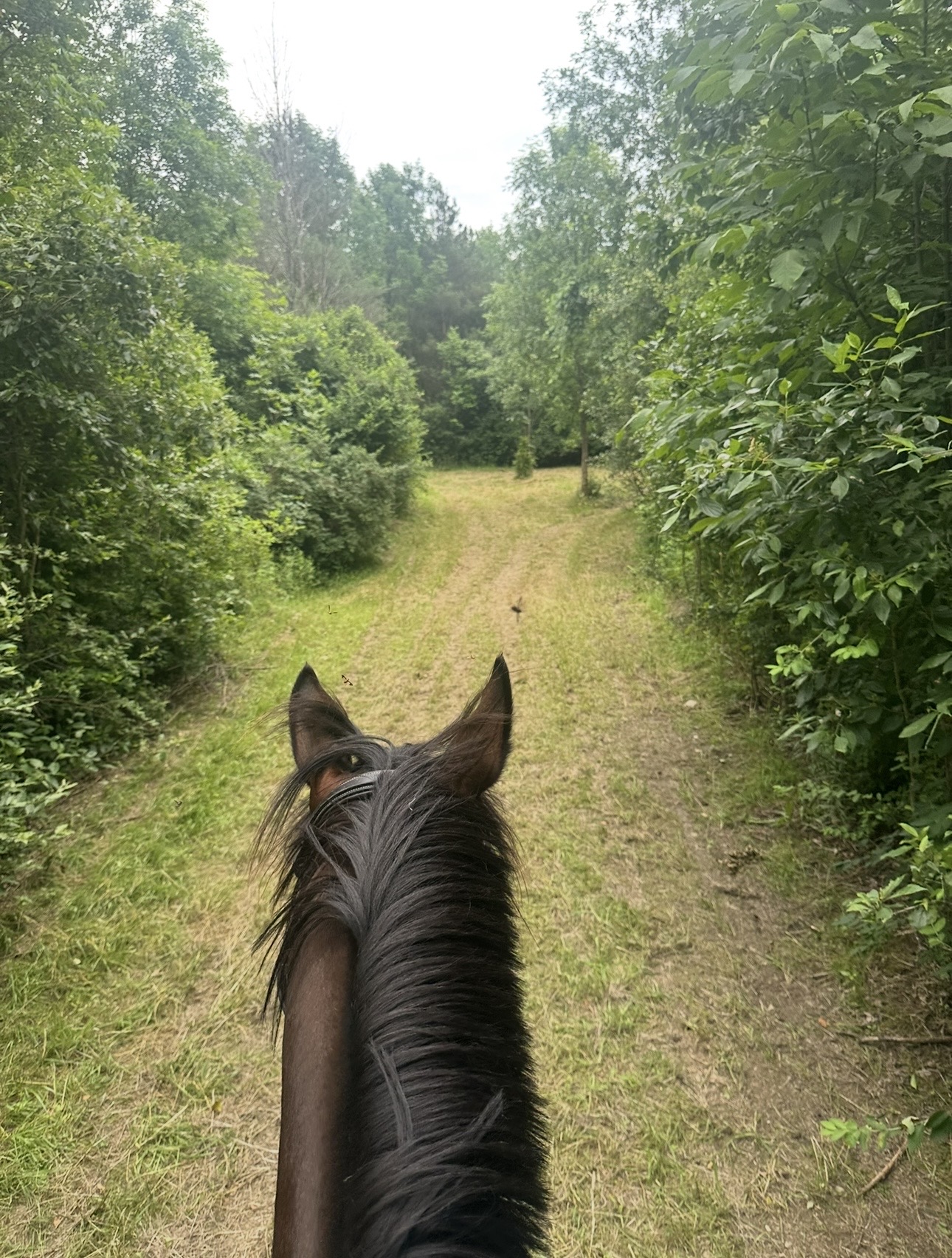 Trails