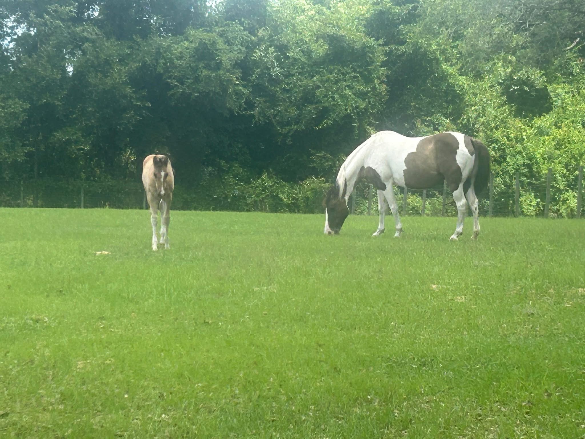 Horses