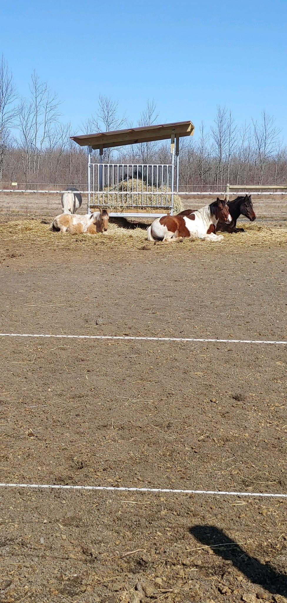 Paddock and Hay Feeder
