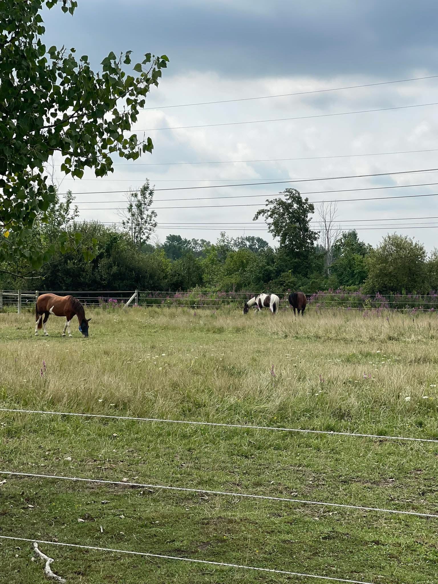 Pasture