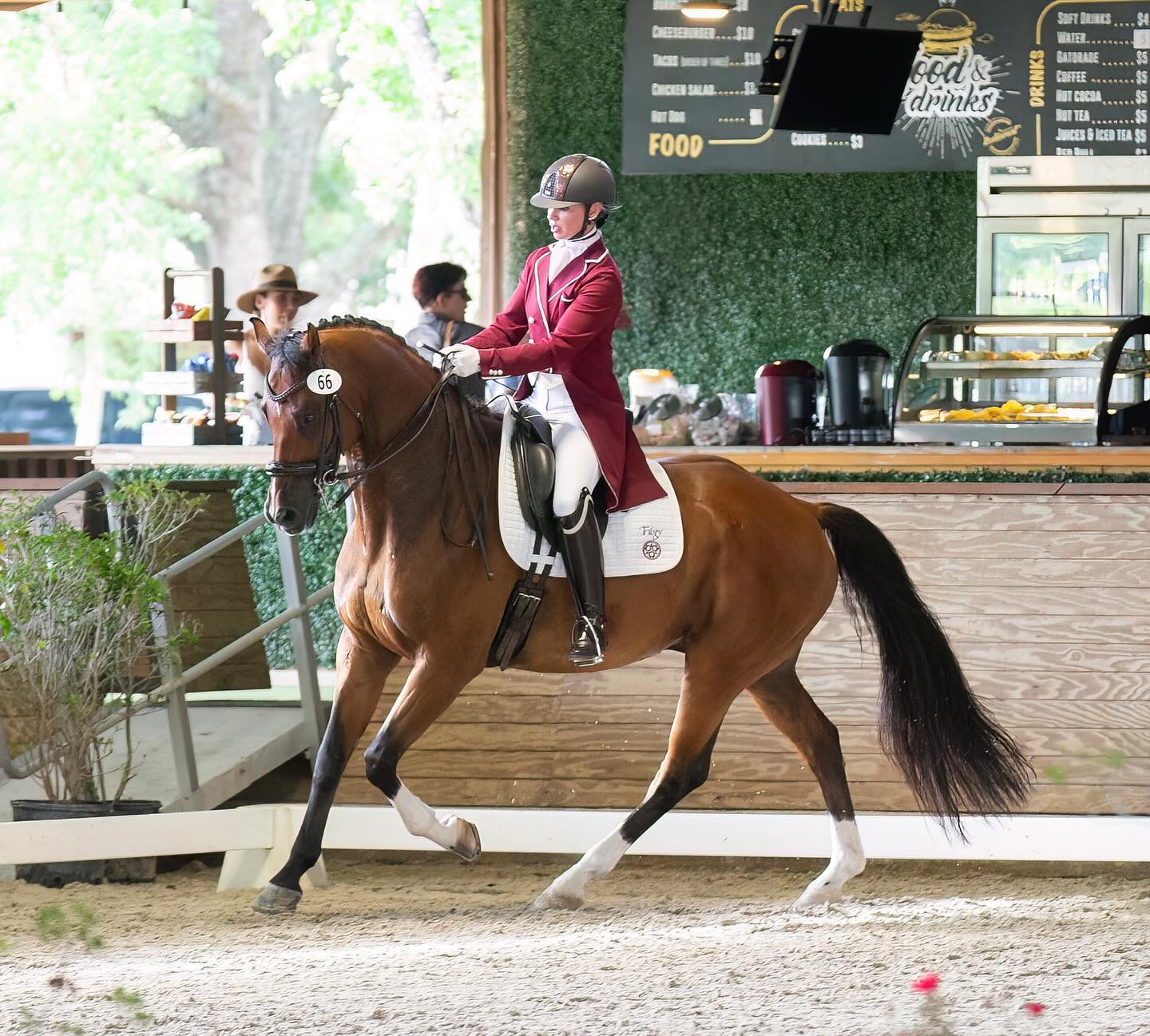 Dressage Showing