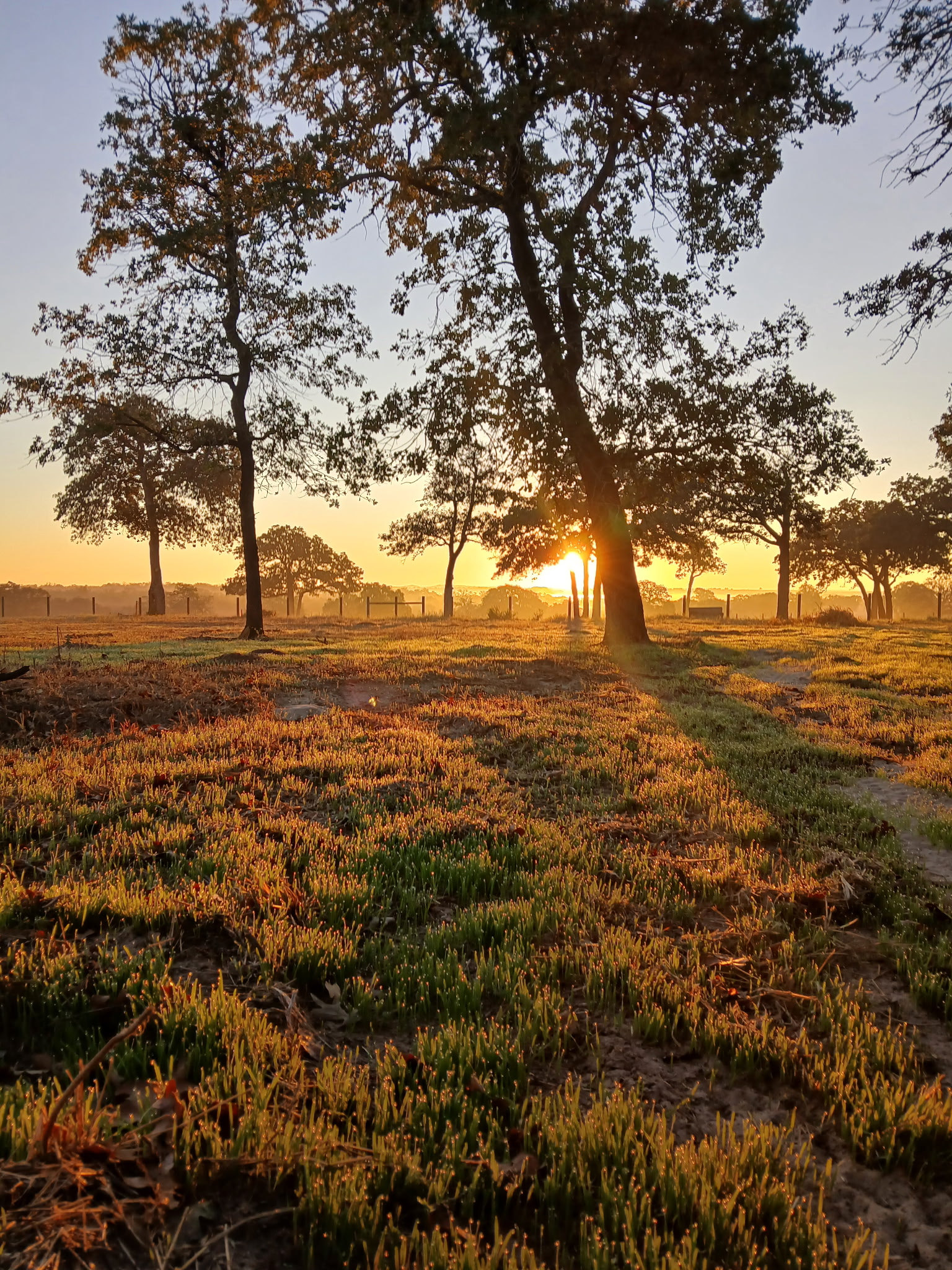 Texas Landscape