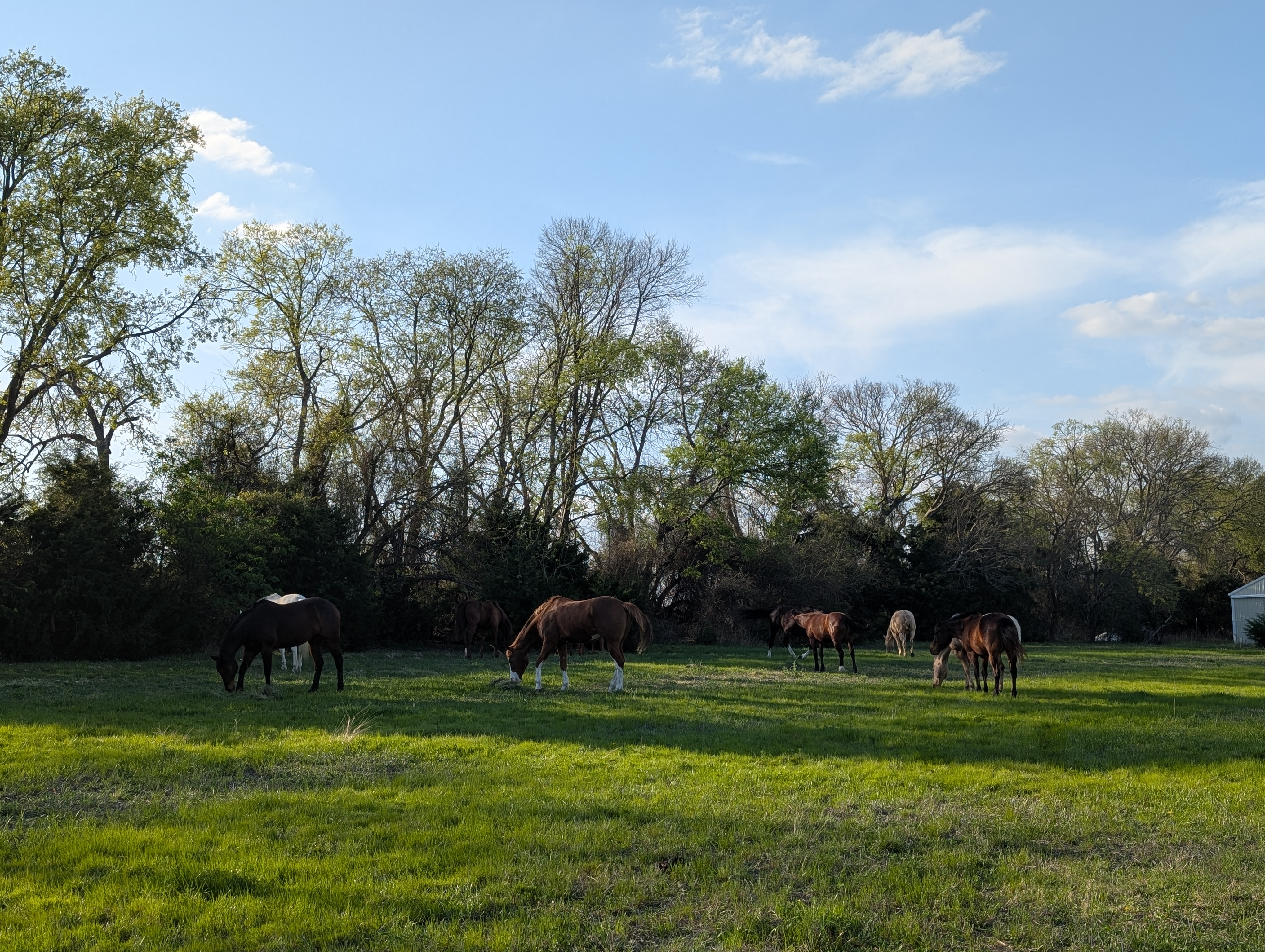 Pasture horses