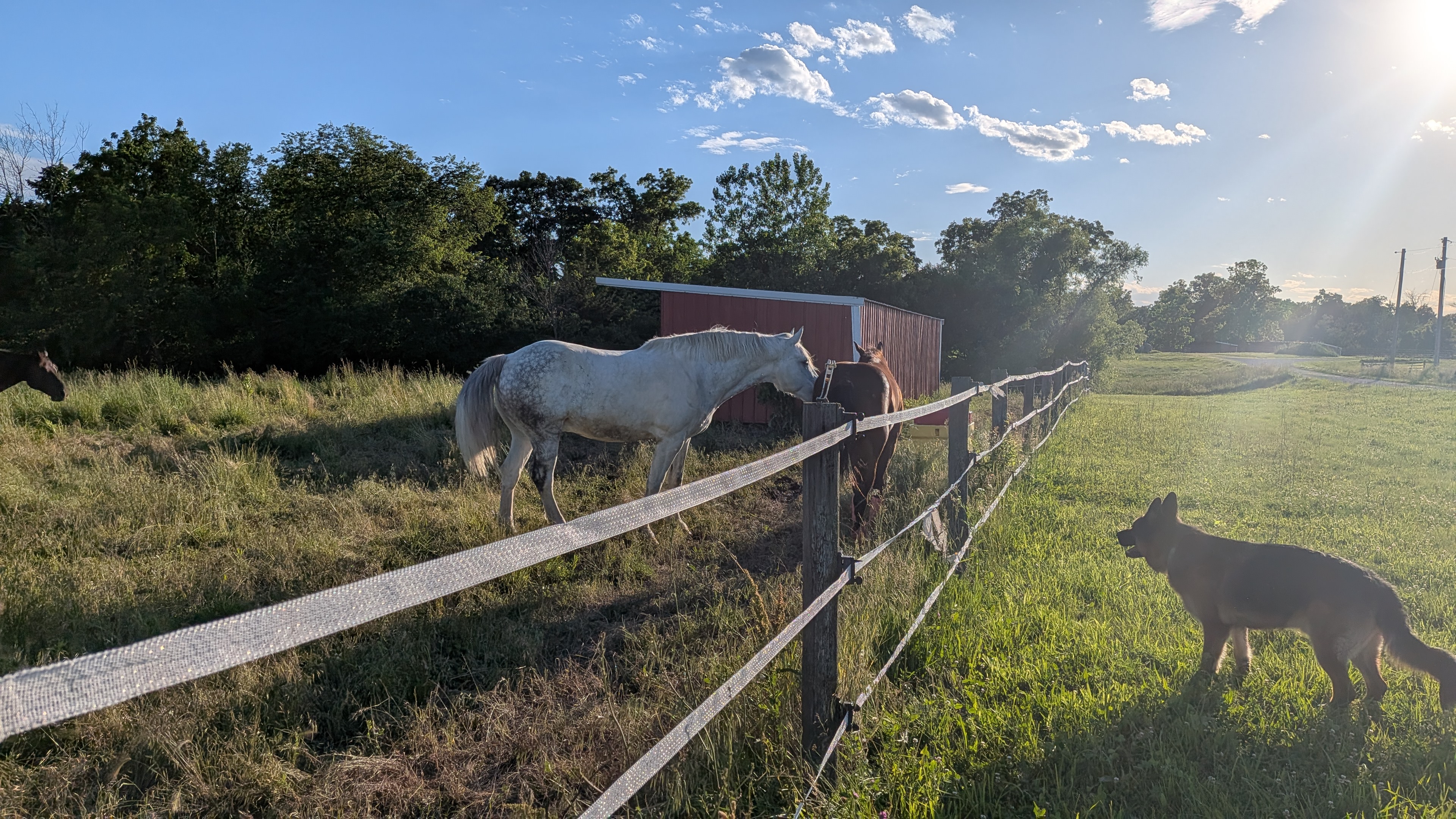 Pasture space with access to many friends