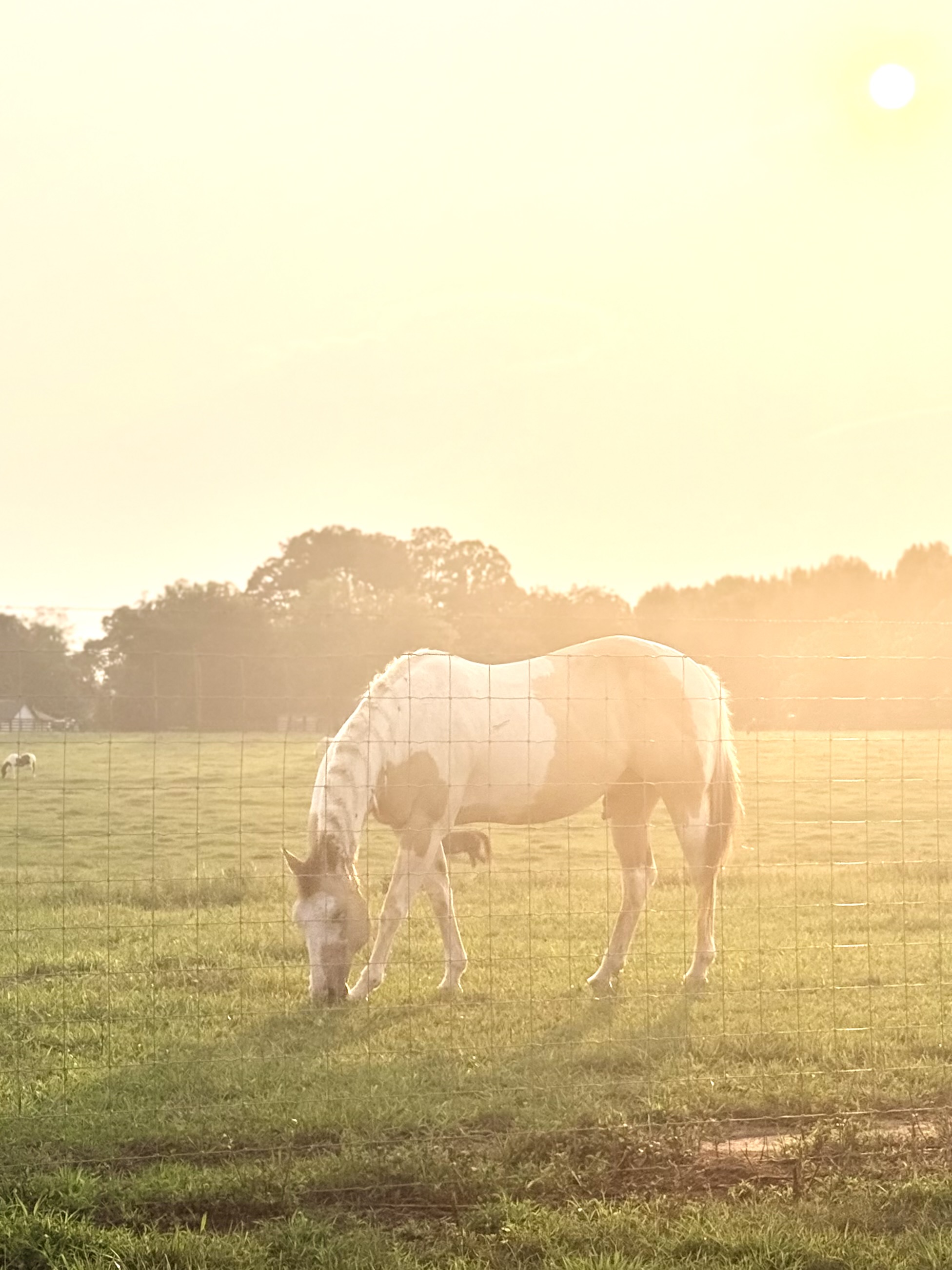 geldings