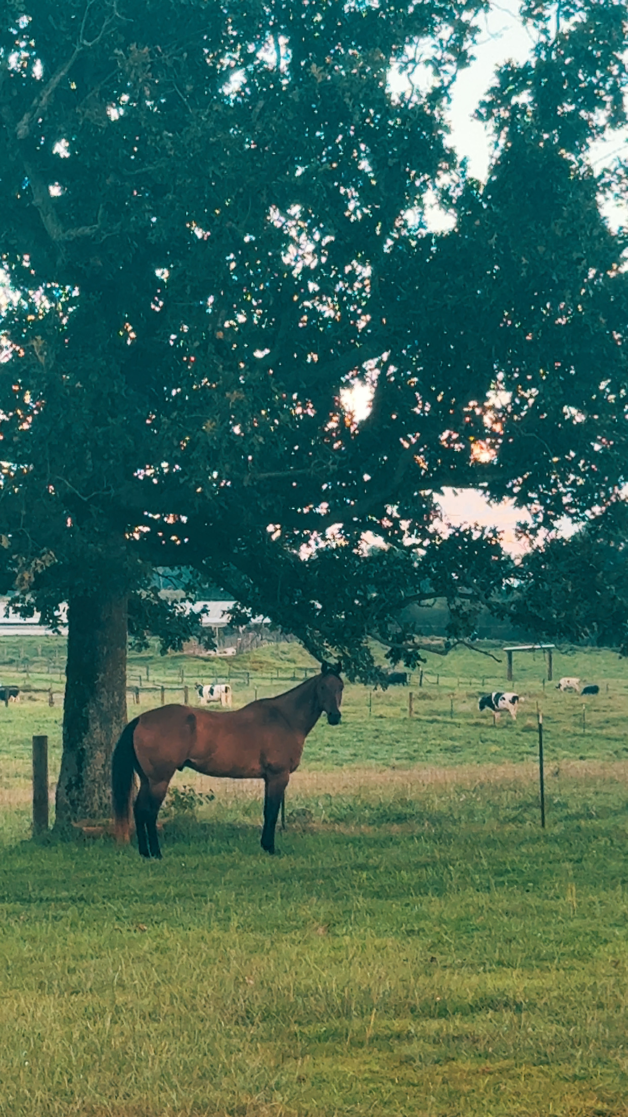 Semi private paddocks available