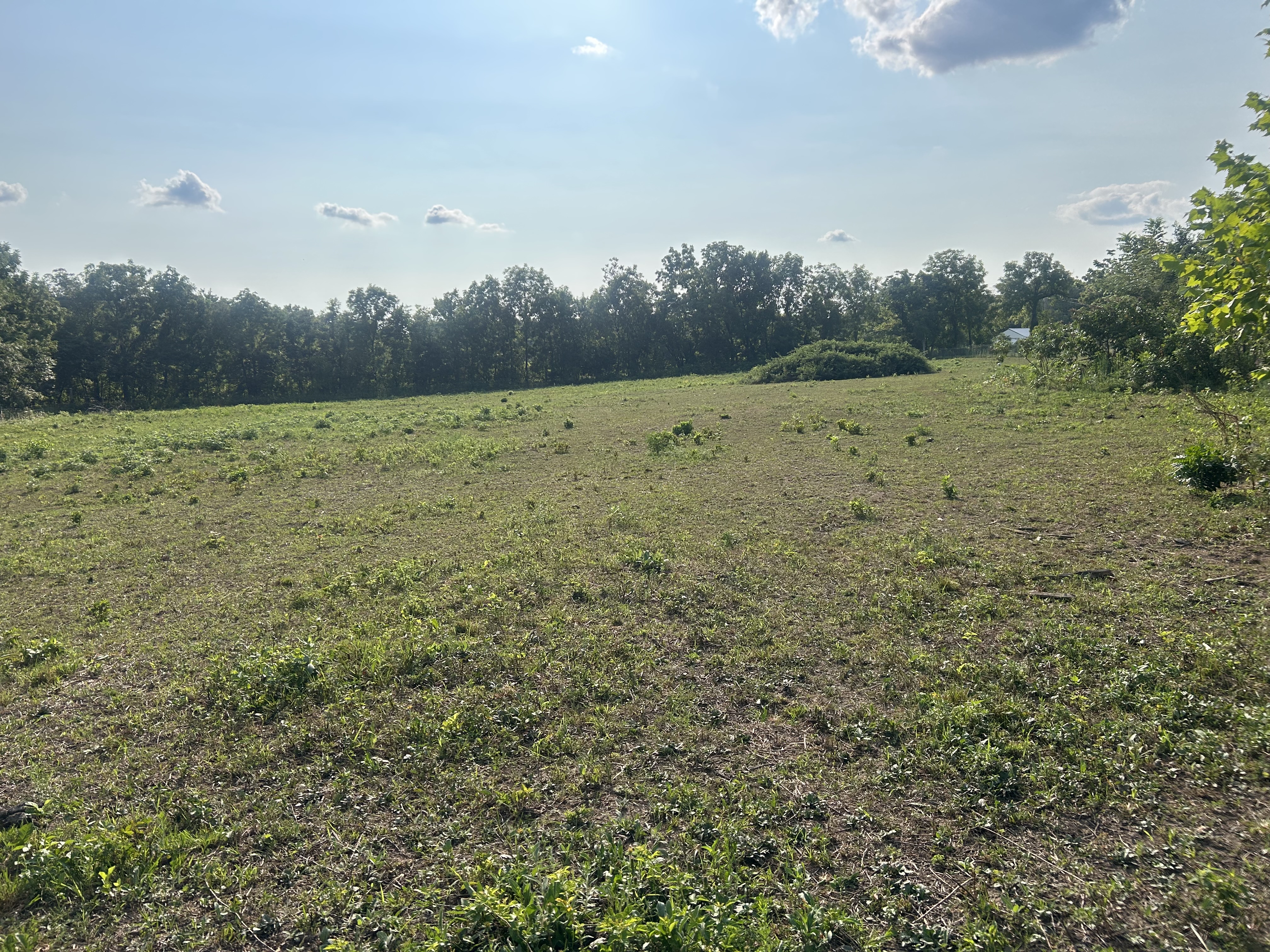 Pasture