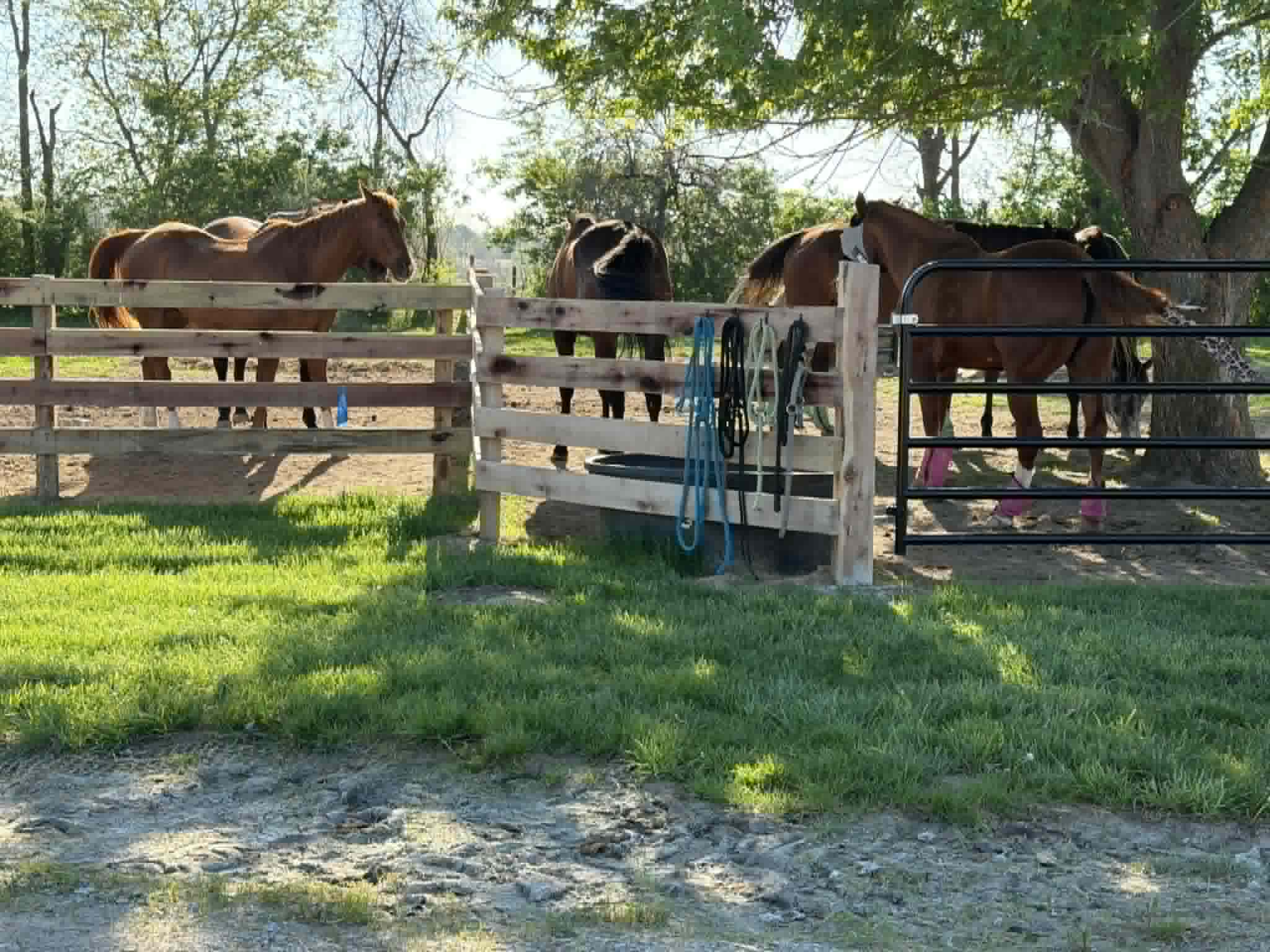 Horses