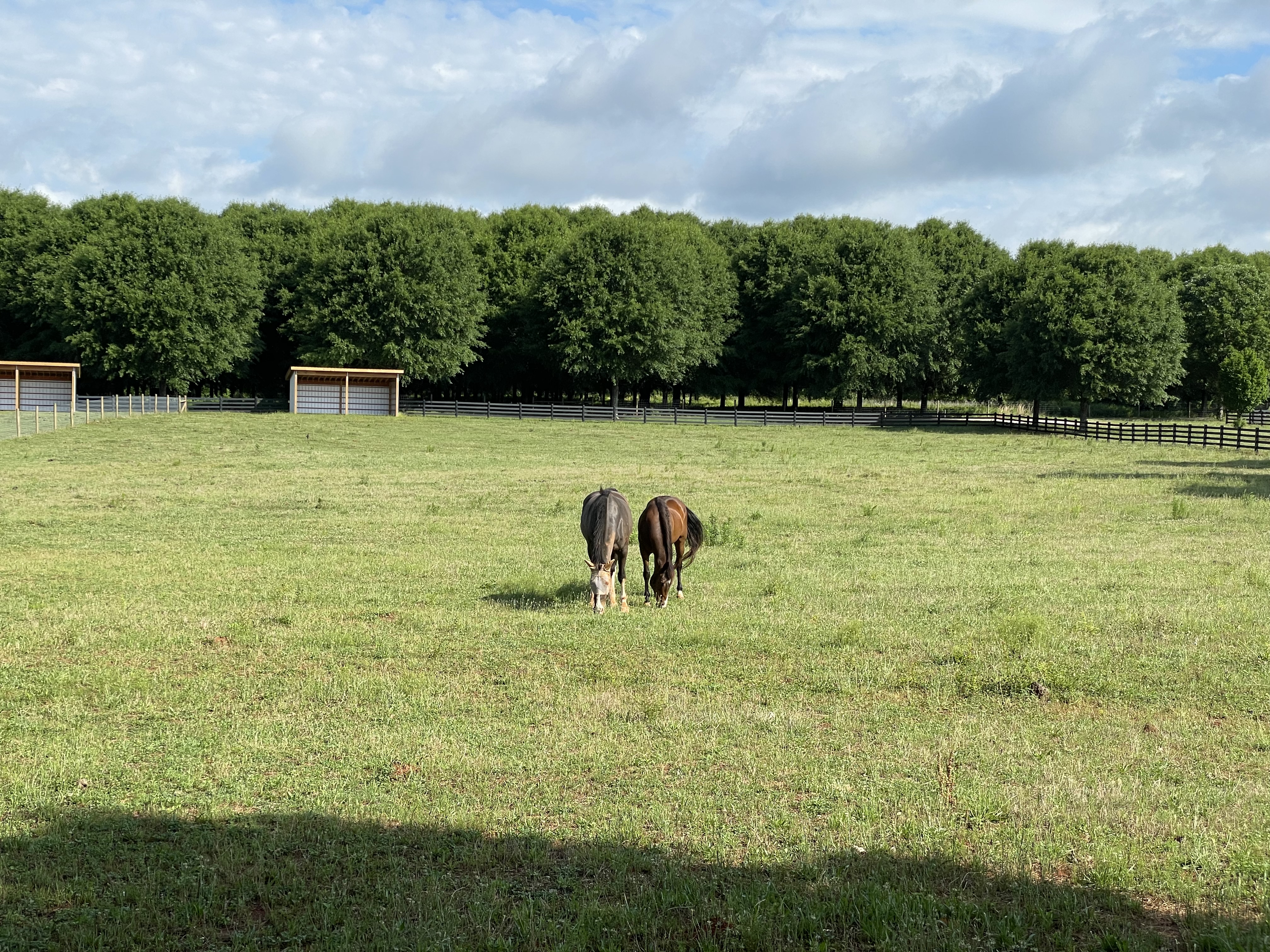 Pasture
