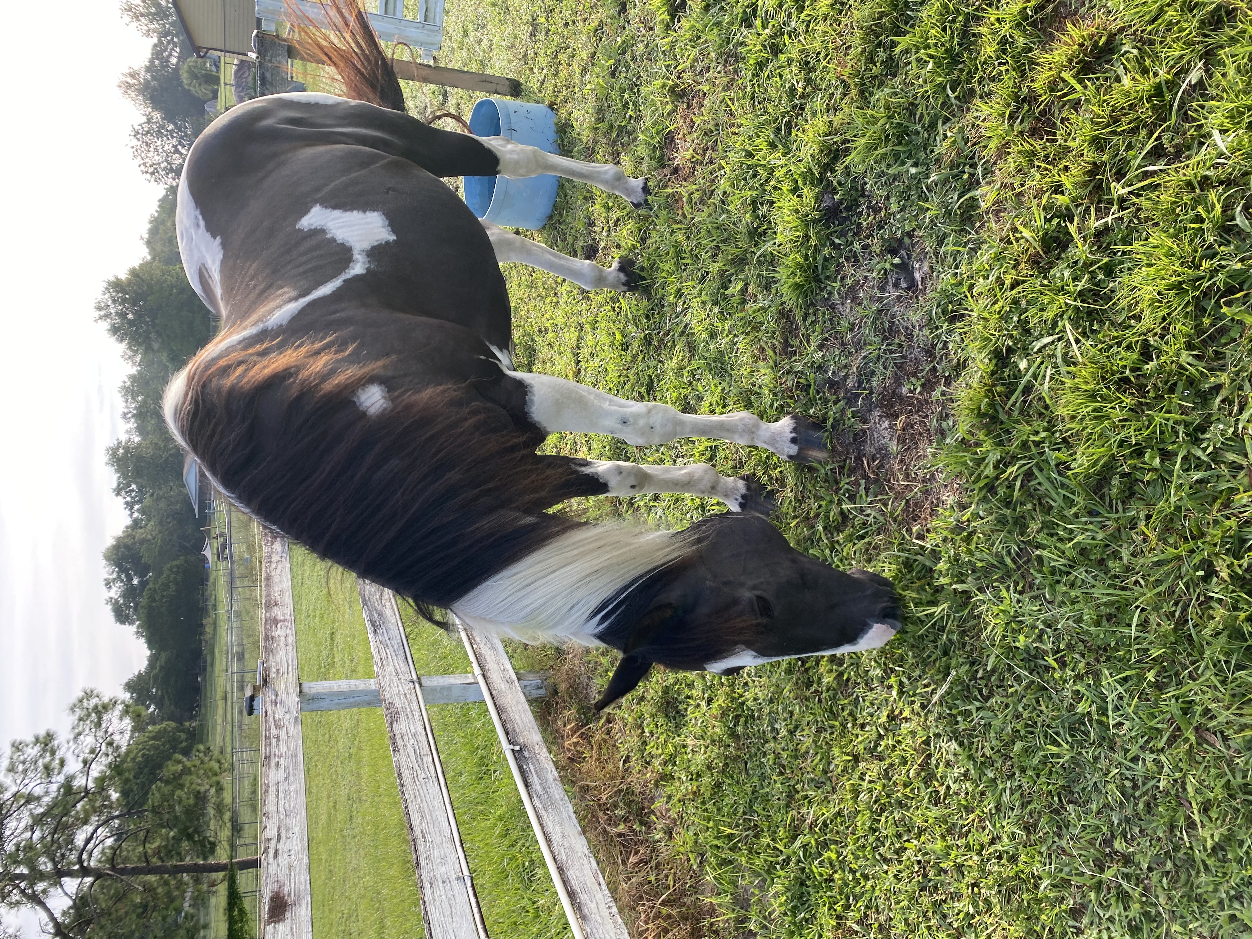 Pasture