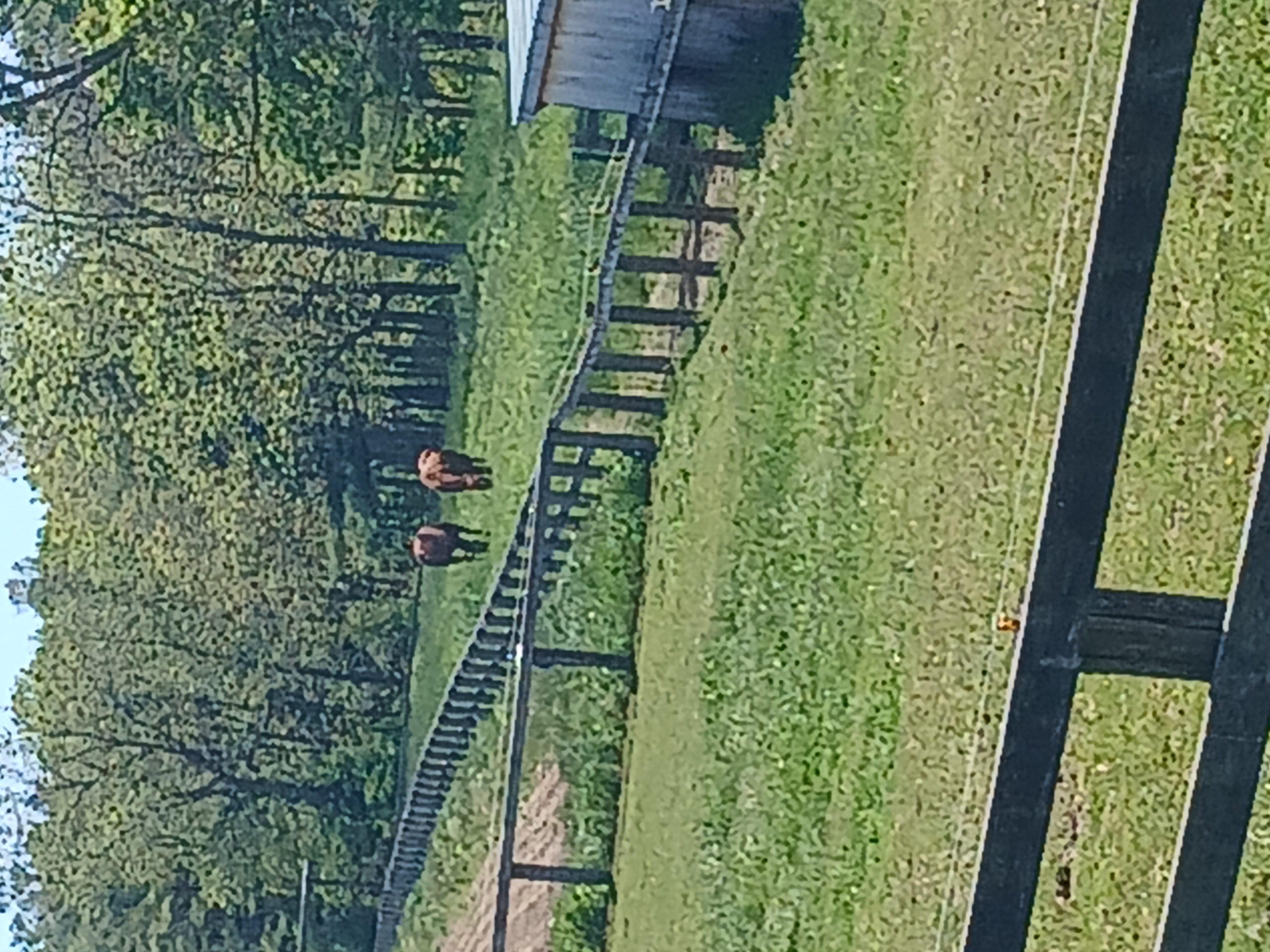 summer pasture