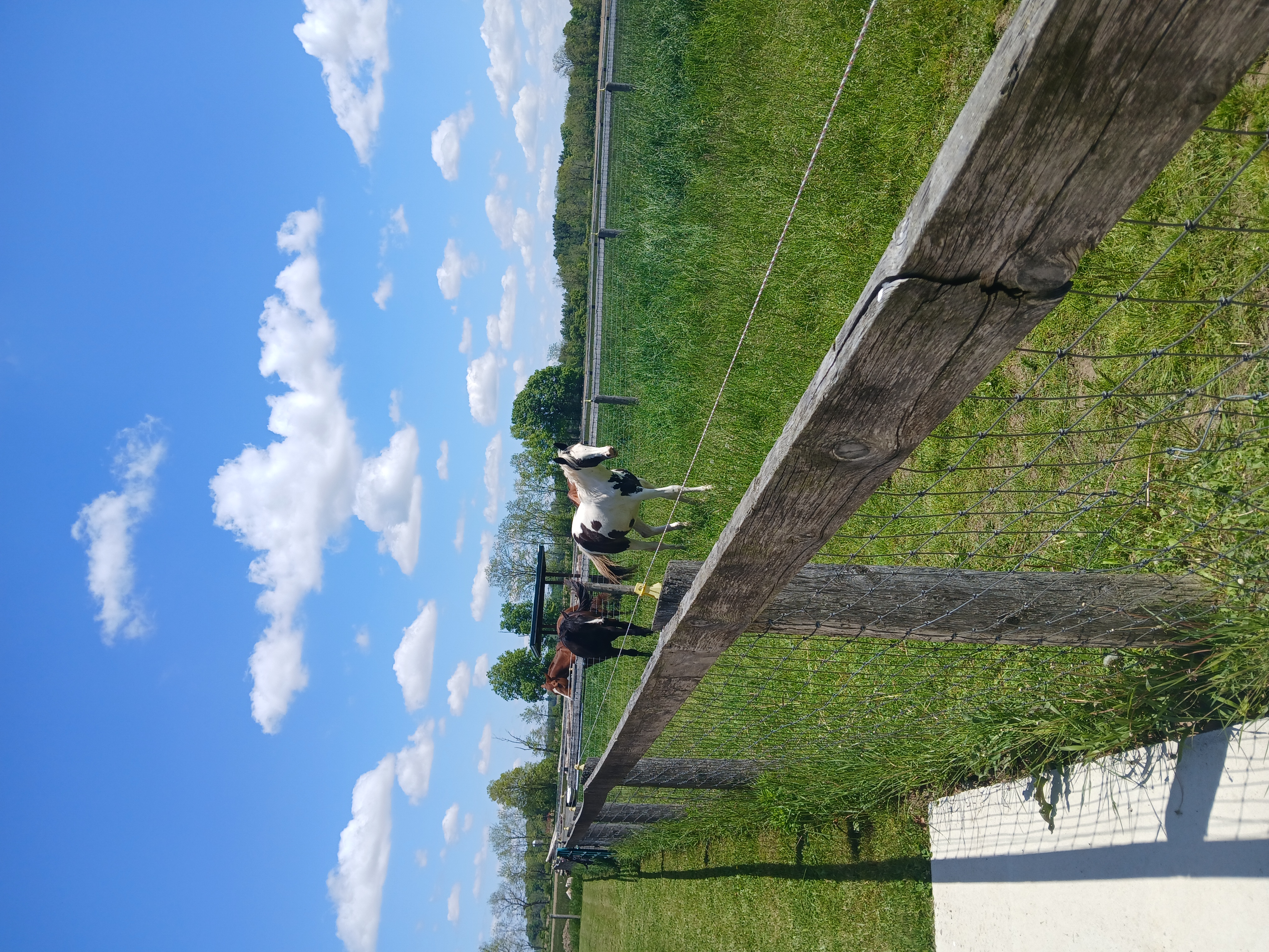 summer pasture