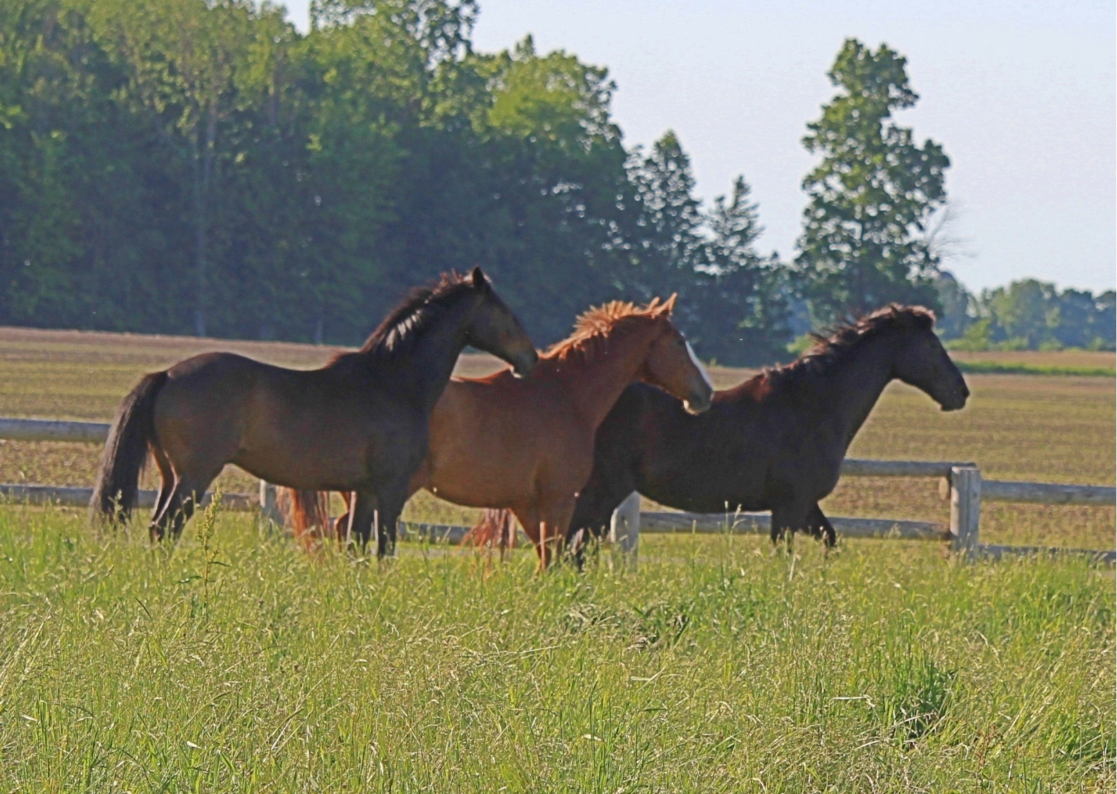 summer pasture