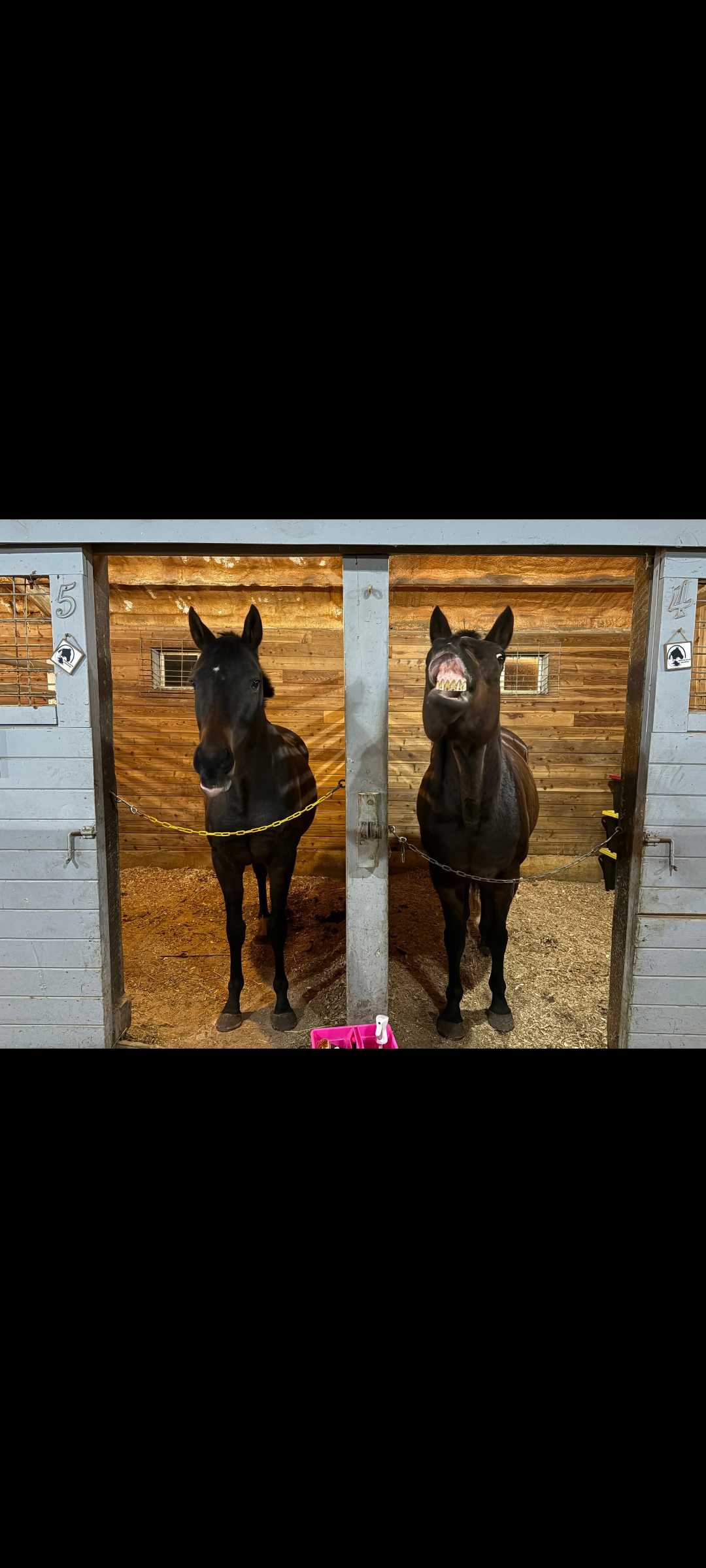 Happy horses ❤️