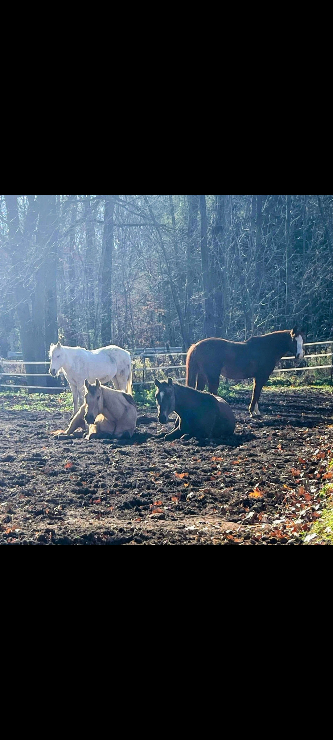Outdoor horses (1 of 3 offered)