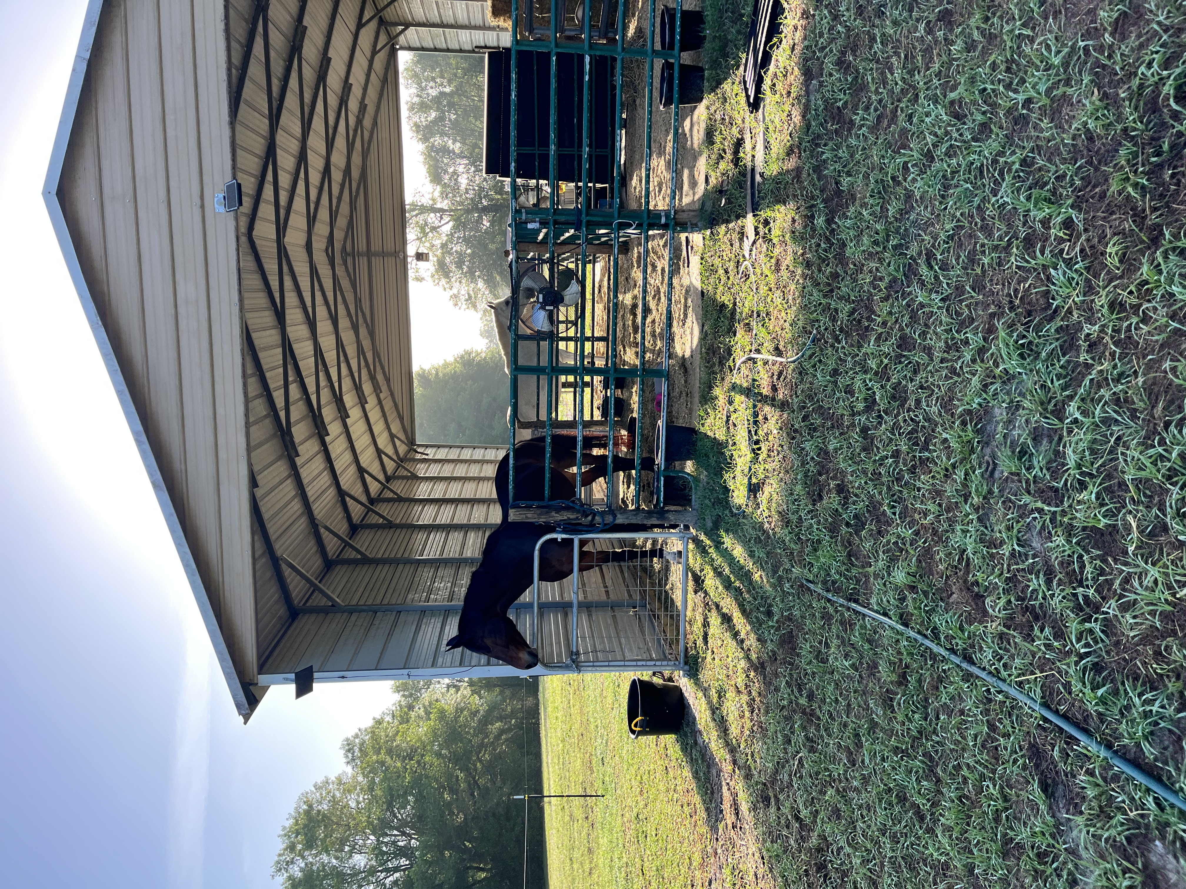 Another view of the stalls with a current boarder
