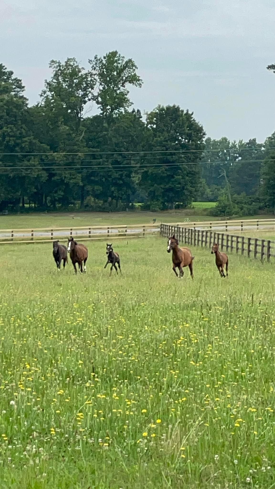 Broodmares and babies!