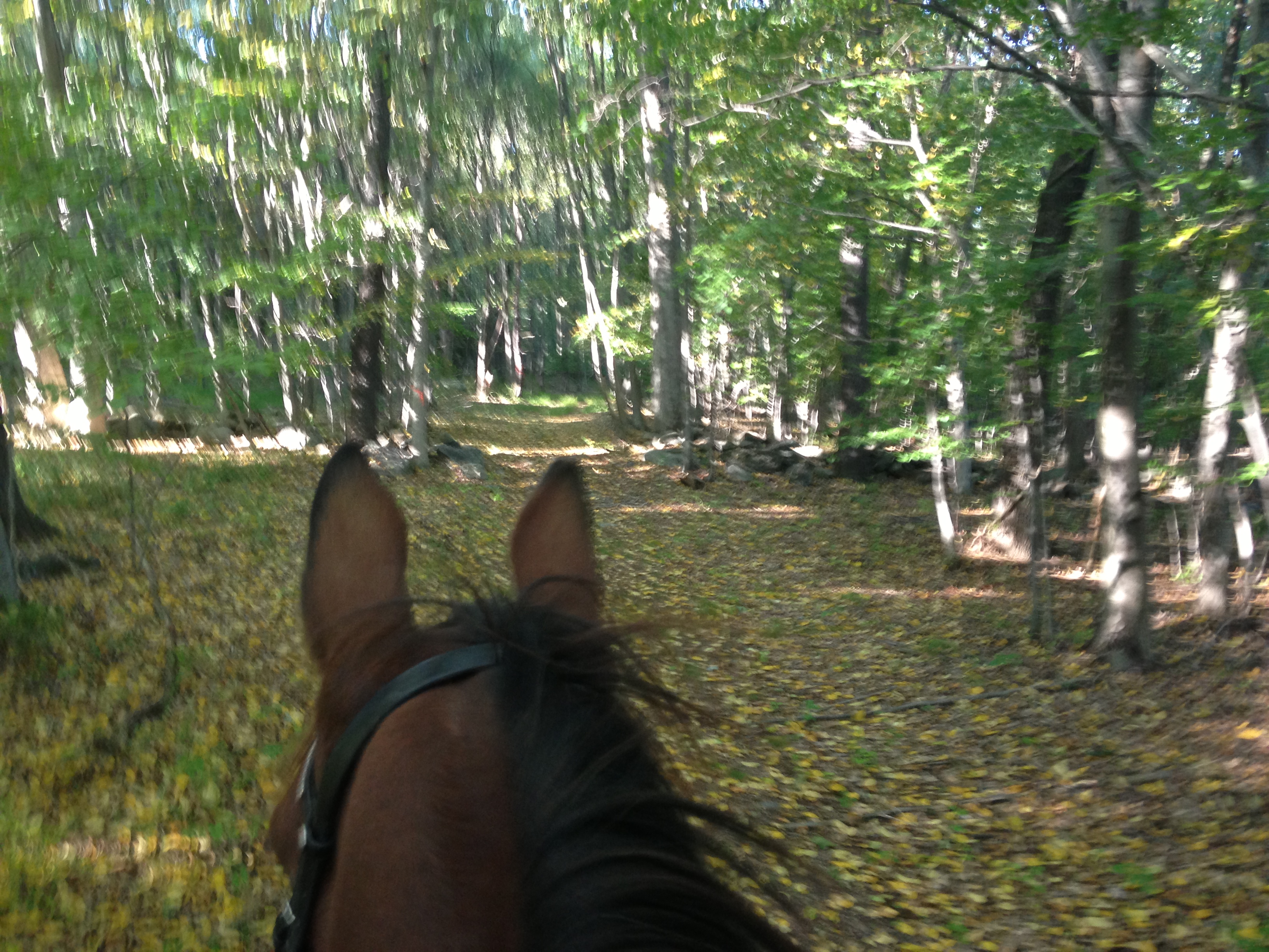 Our trails