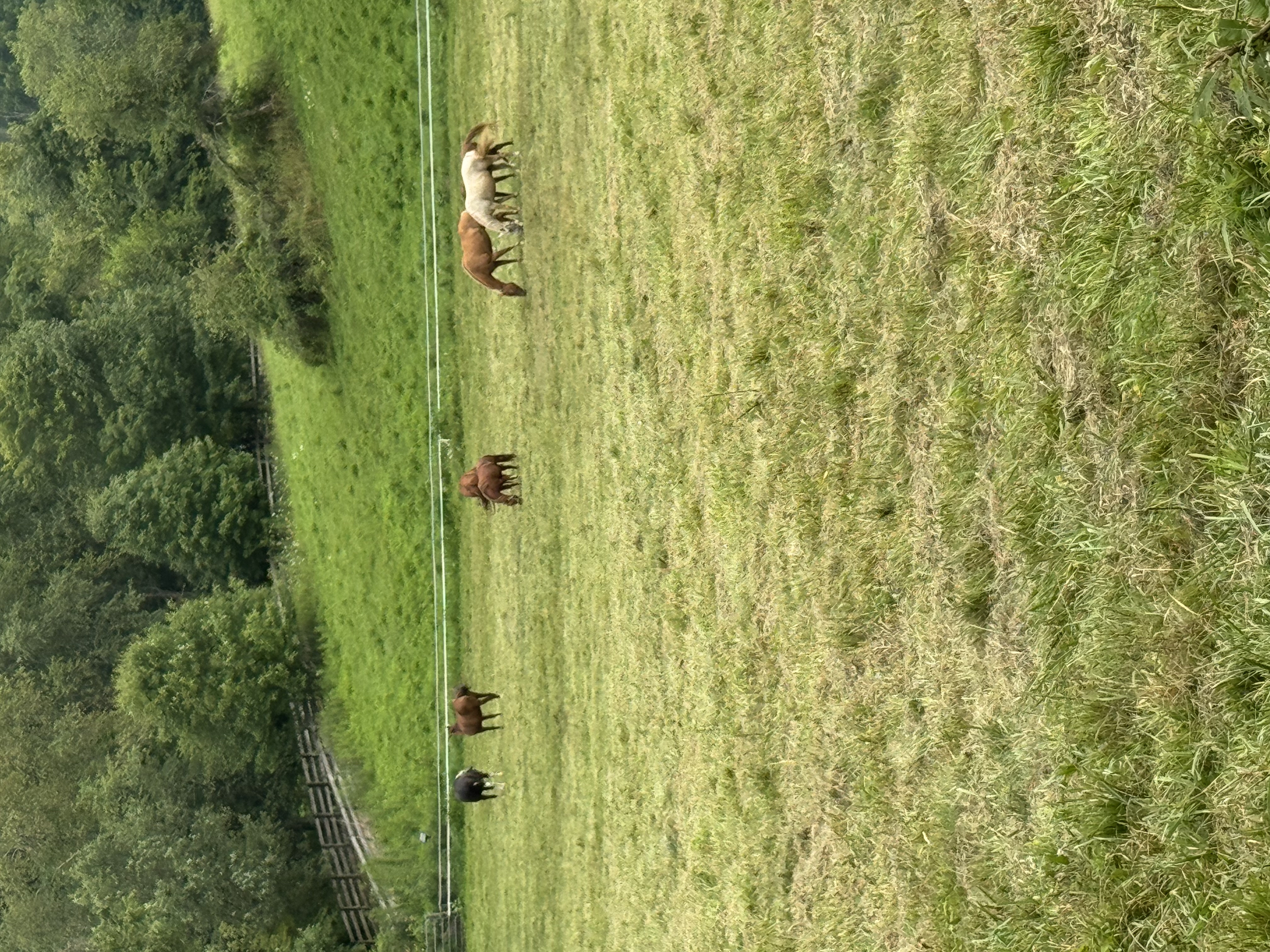 Making friends