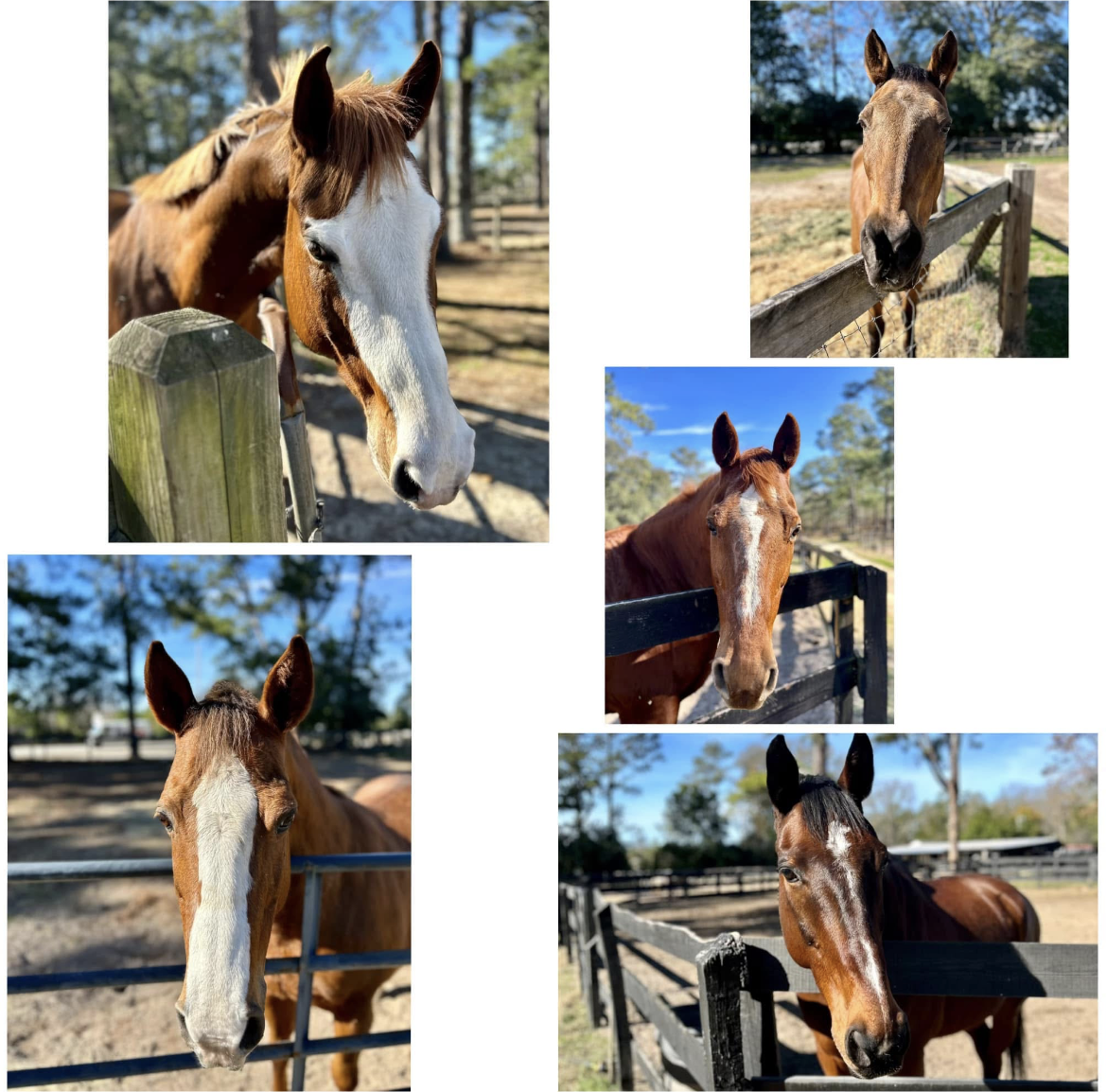 Happy horses in turnout