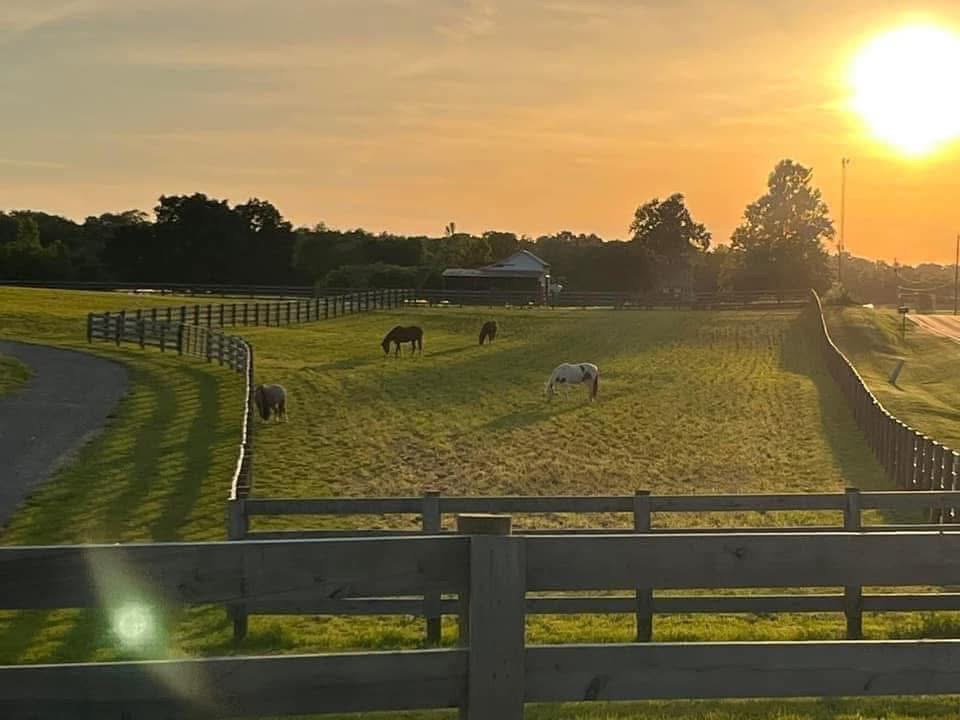 pasture