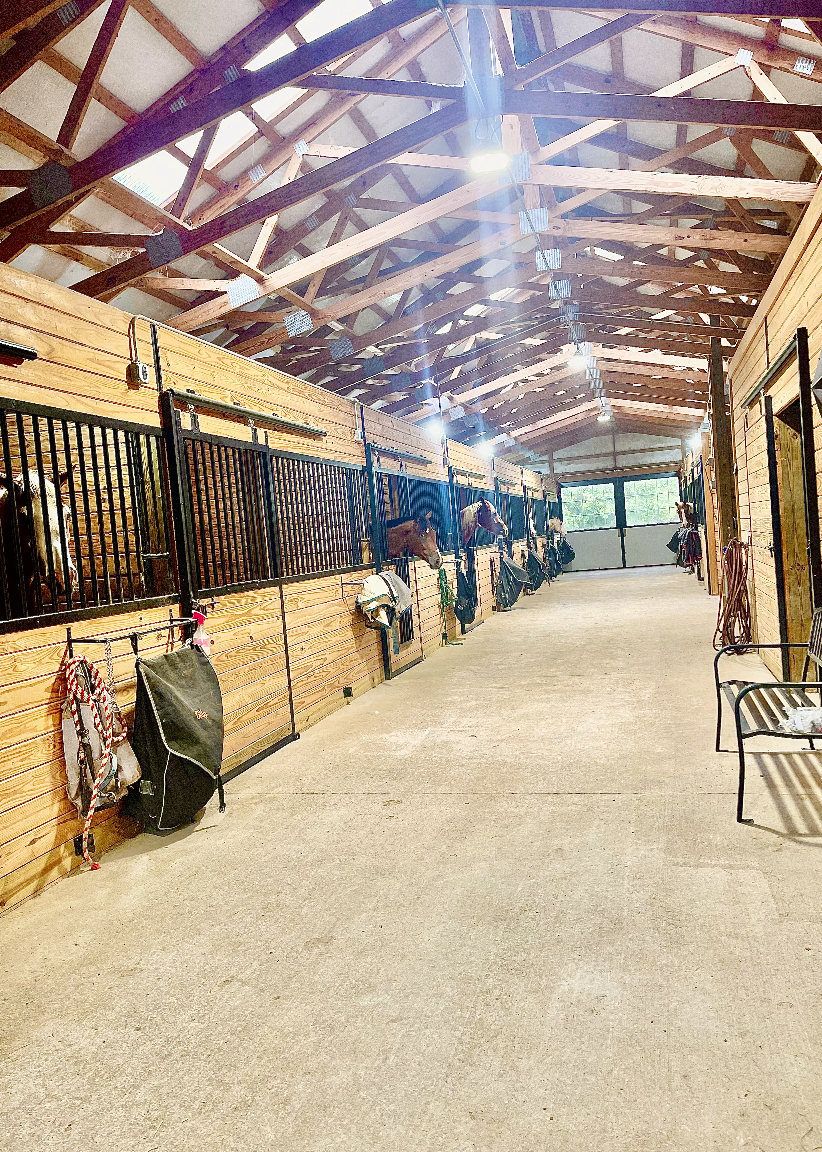 Break Away Show Horses