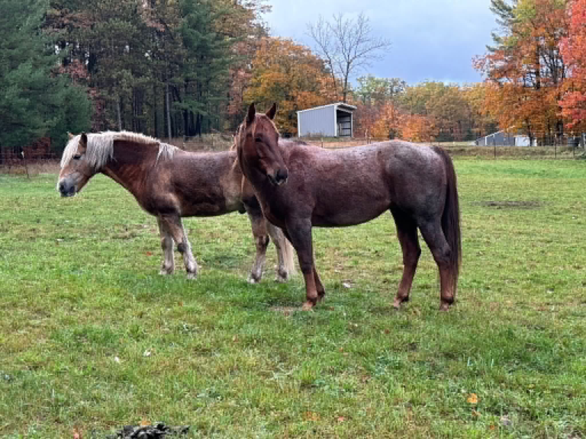 Pasture