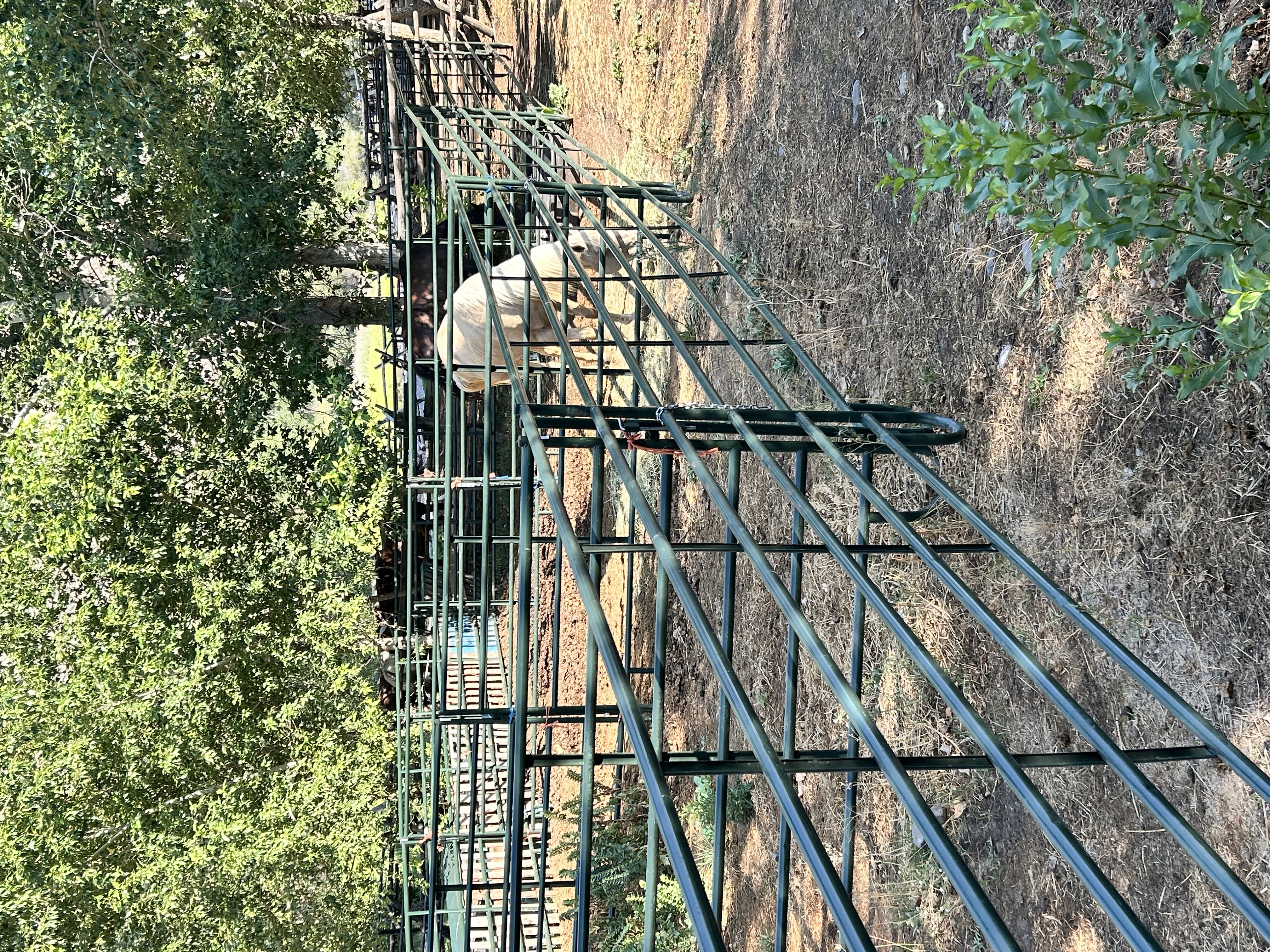 Horse Boarding Stalls - we have 4.