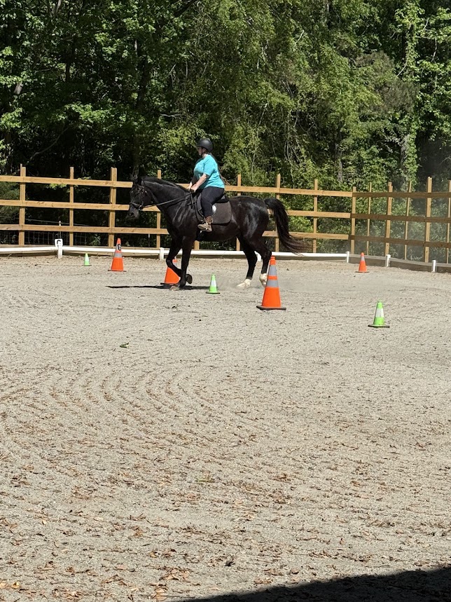 dressage ring-set up the way you want with cones and letter markers