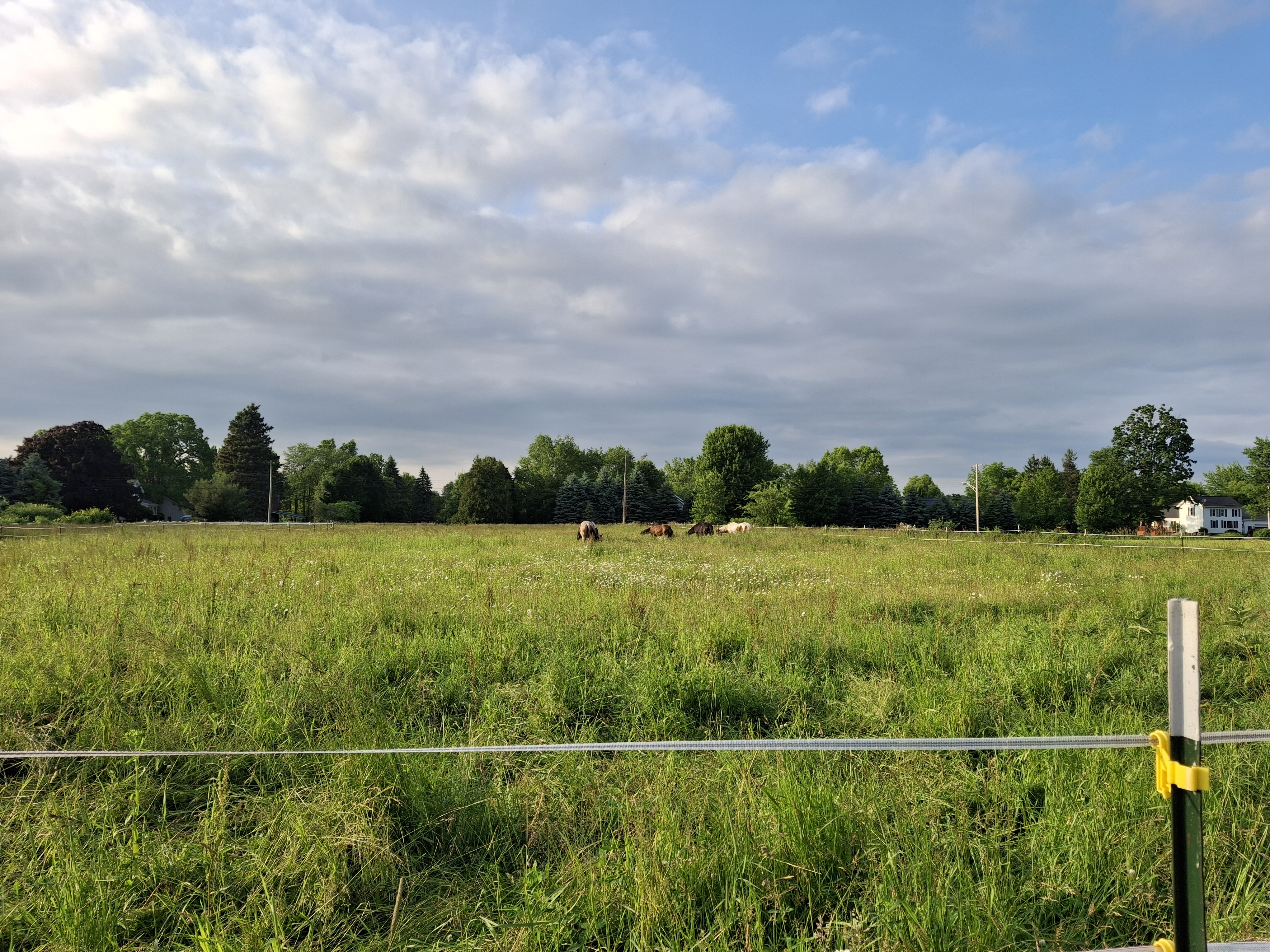 Pasture