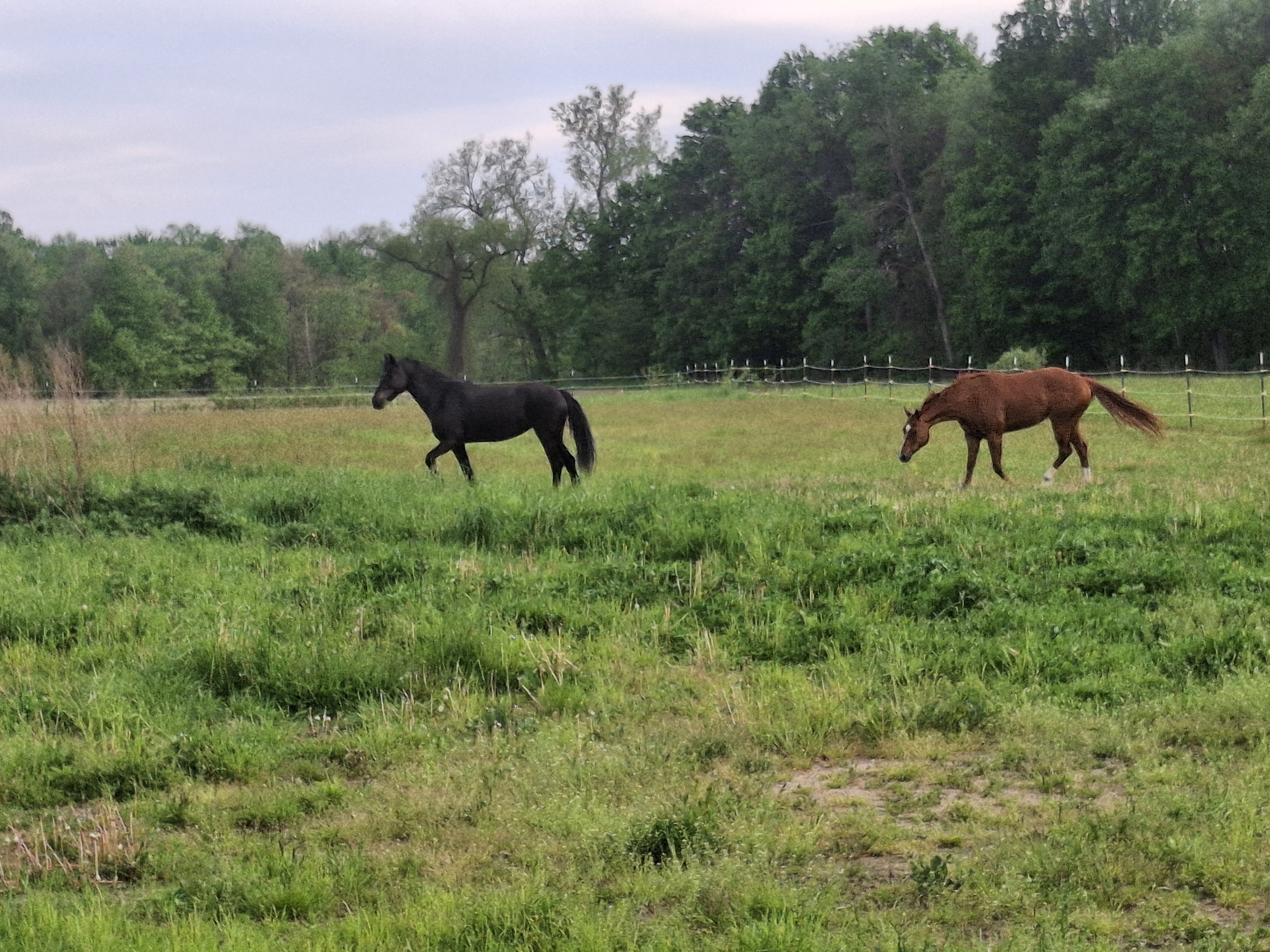 Pasture