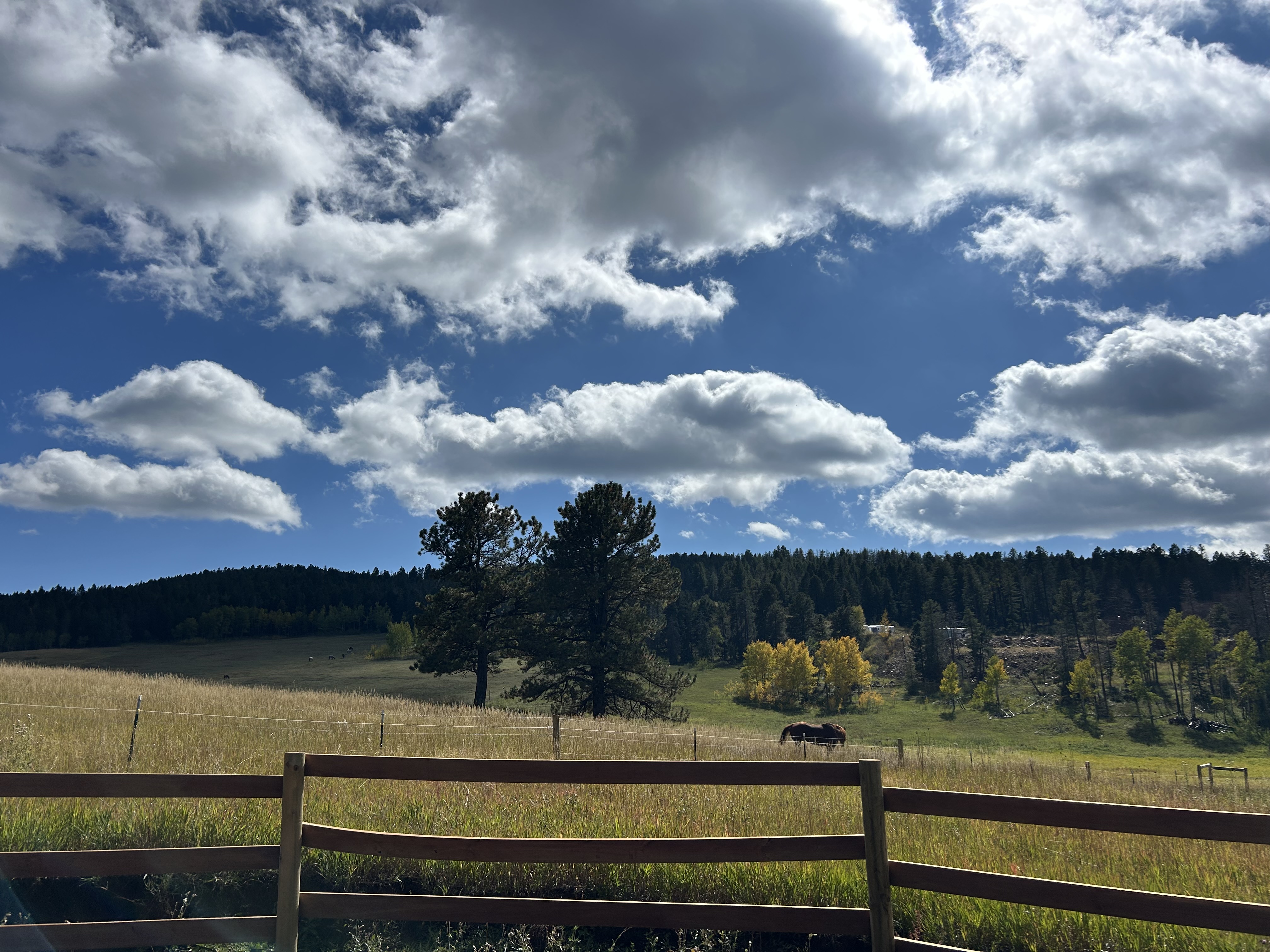 Pasture