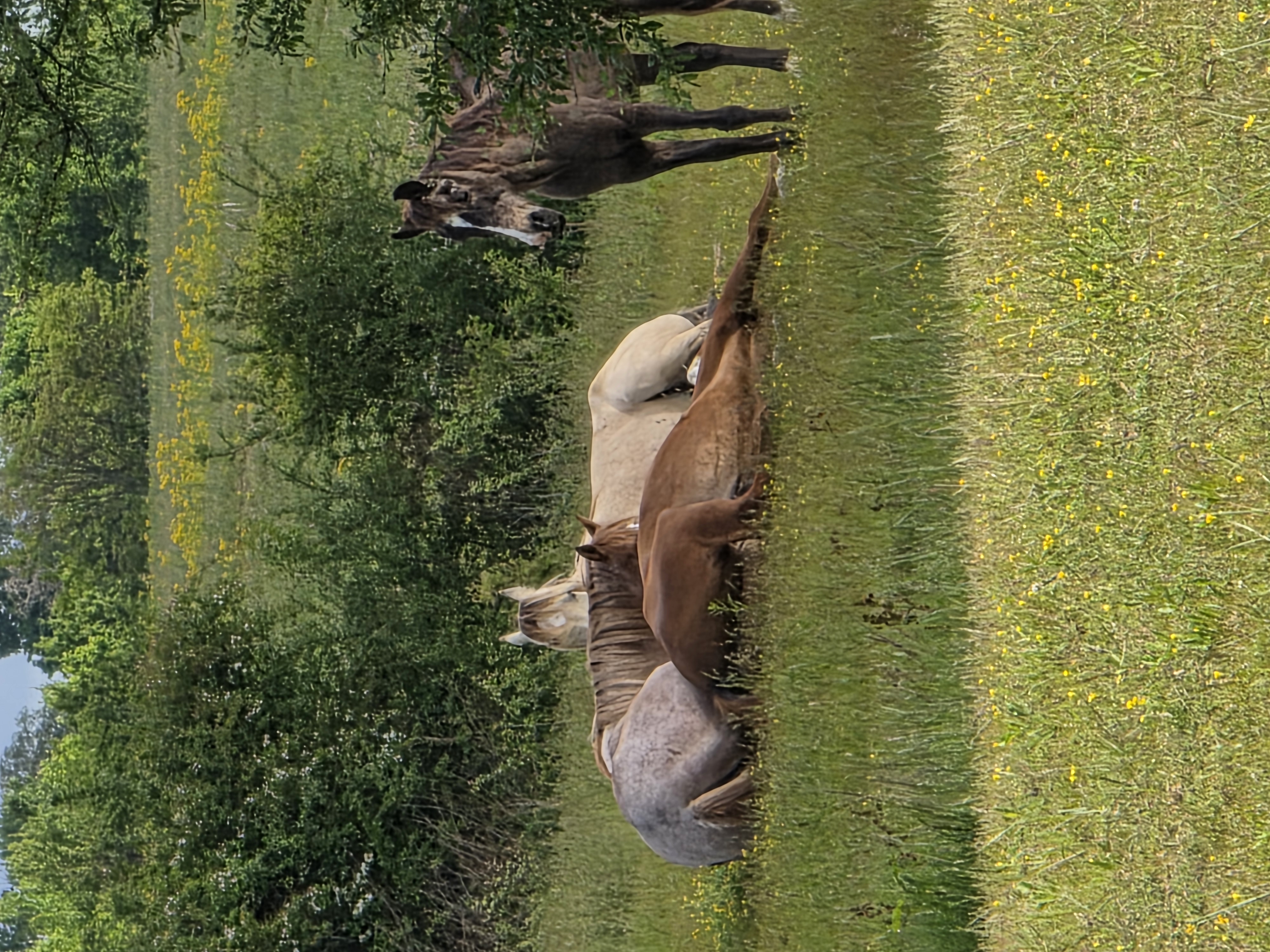 Some of the herd napping