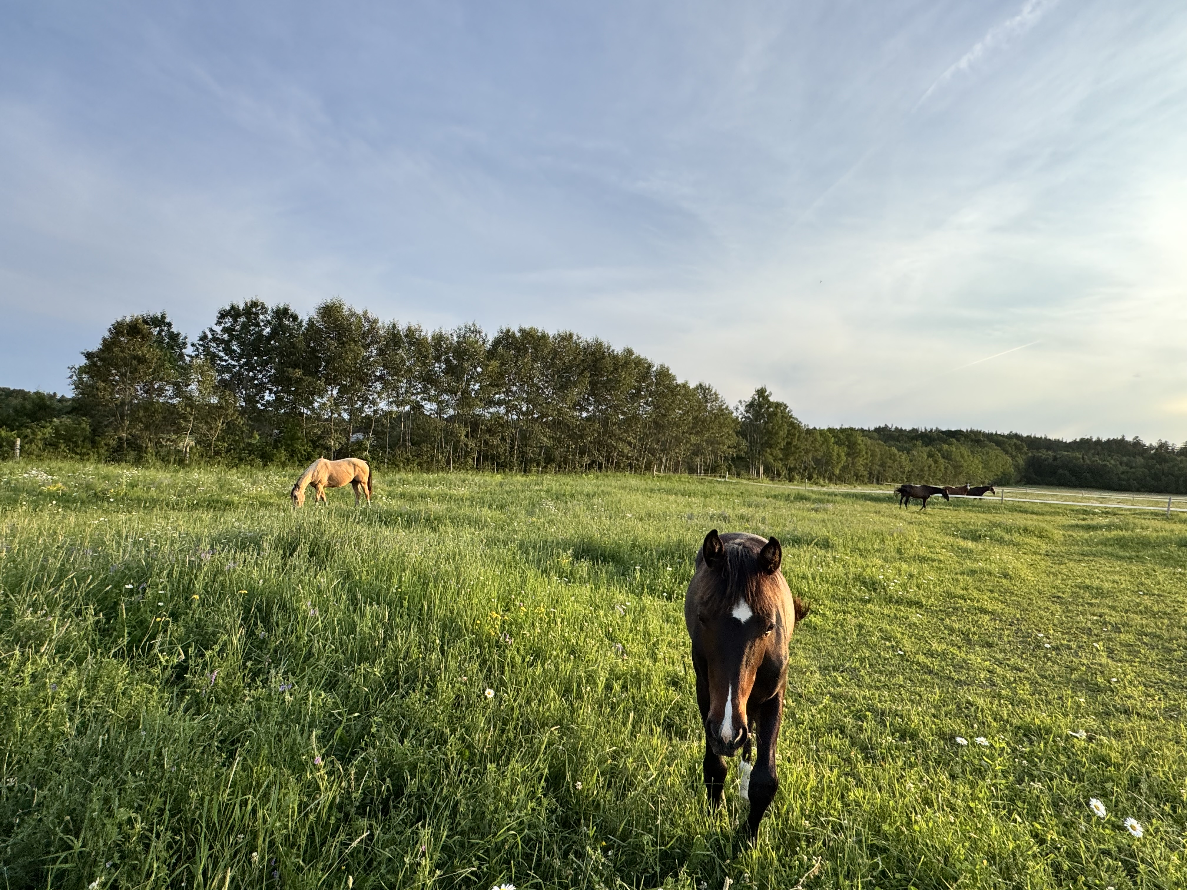 Pasture #5