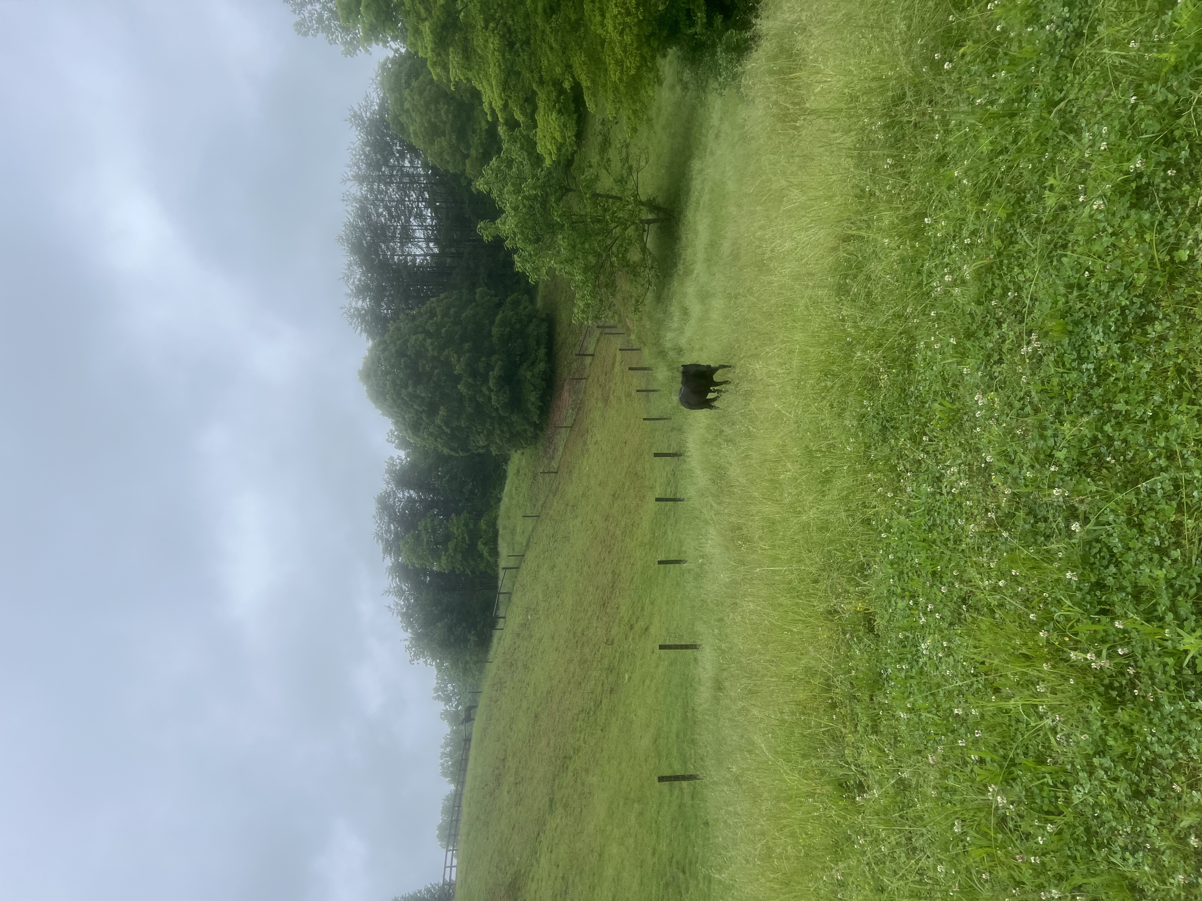 Summer fields
