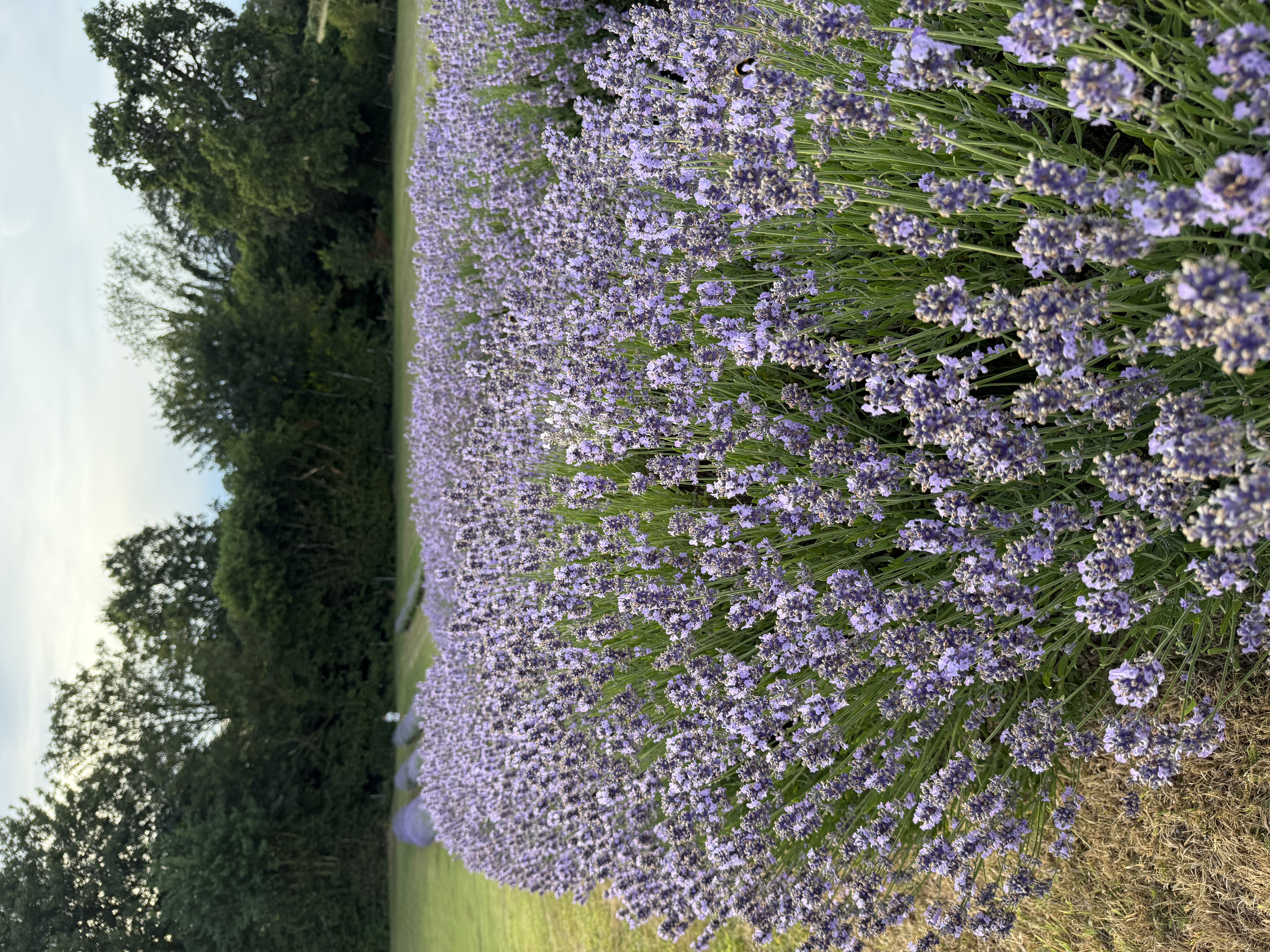 Whitbourne Lavender