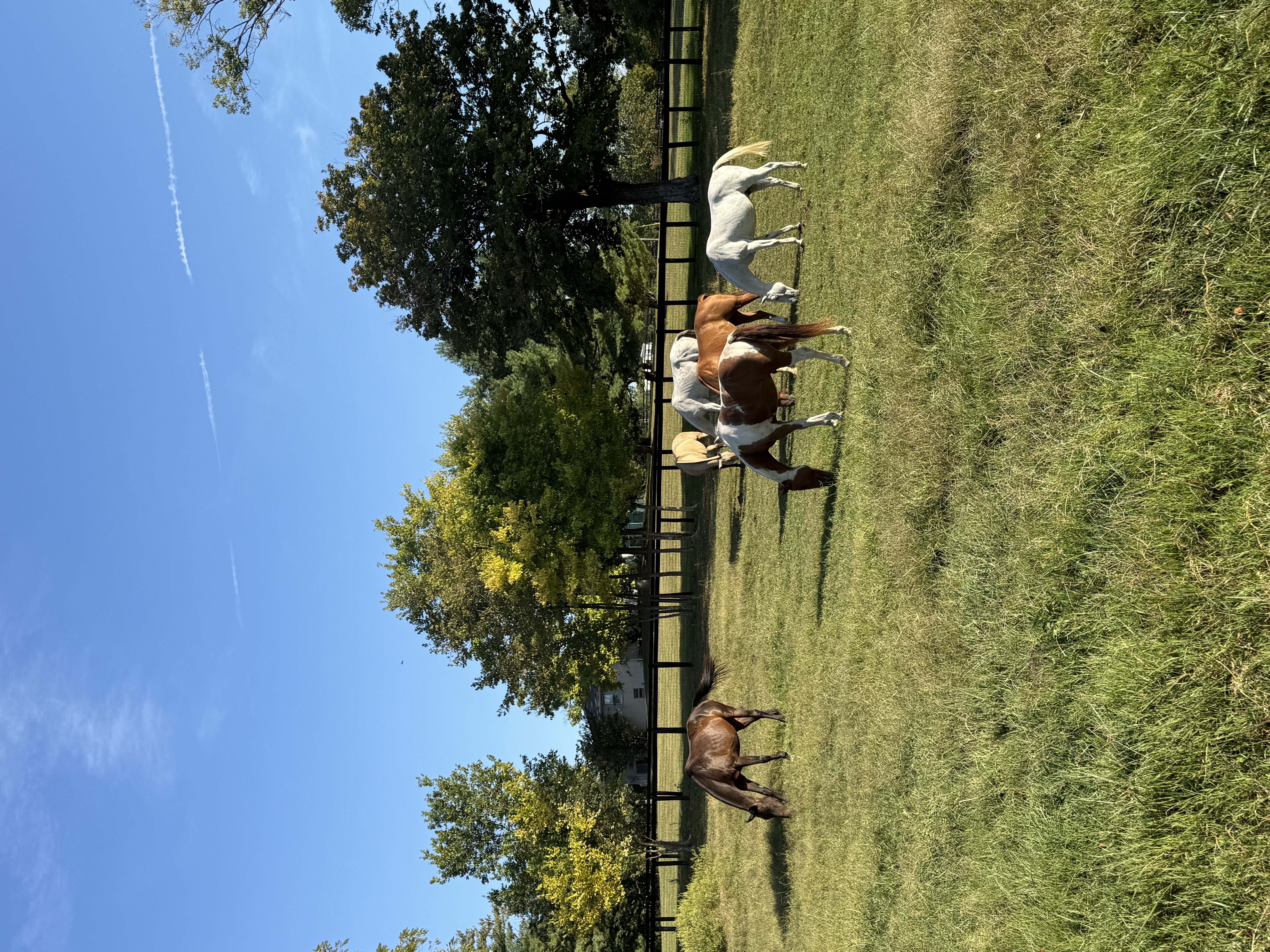 Visiting polo ponies enjoying their stay
