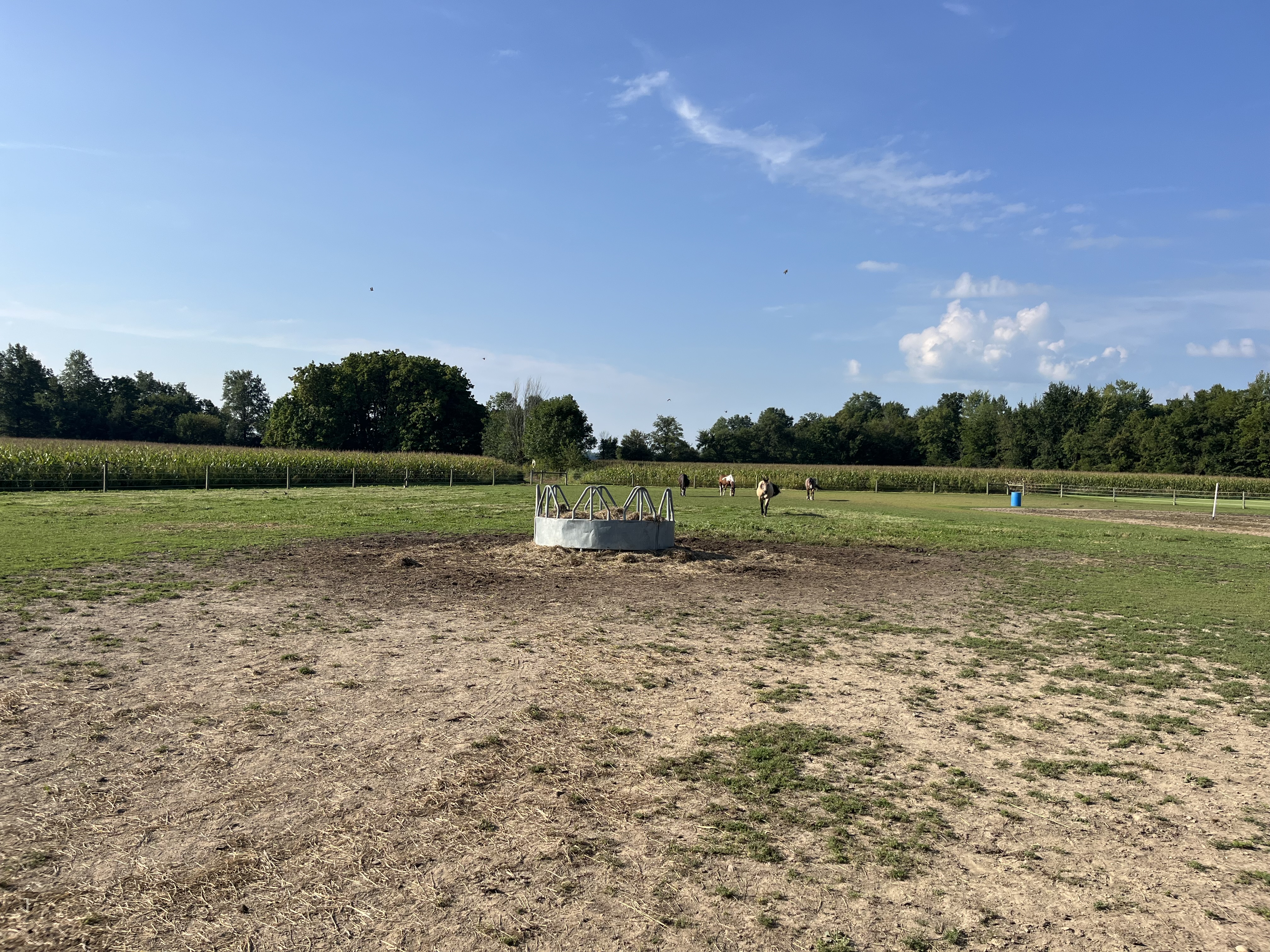 Plenty of pasture