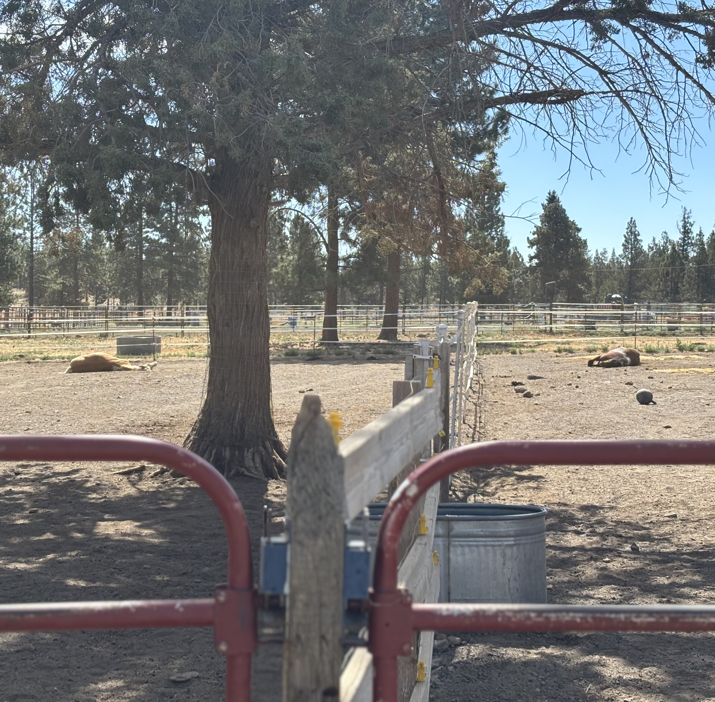 Large Dry Lot Paddocks